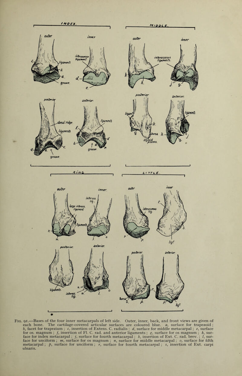 / ho ex. *DDL£. cuter poster/or anterior. dominie »/■ (%*?* /? //v C. “ r L / TTL£. outer inner. L outer inner Fig. 91.—Bases of the four inner metacarpals of left side. Outer, inner, back, and front views are given of each bone. The cartilage-covered articular surfaces are coloured blue, a, surface for trapezoid ; b, facet for trapezium ; c, insertion of Extens. C. radialis ; d, surface for middle metacarpal ; e, surface for os. magnum ; /, insertion of FI. C. rad. and anterior ligaments ; g, surface for os magnum ; h, sur¬ face for index metacarpal ; j, surface for fourth metacarpal ; k, insertion of Ext. C. rad. brev. ; /, sur¬ face for unciform ; m, surface for os magnum ; n, surface for middle metacarpal ; 0, surface for fifth metacarpal; p, surface for unciform ; r, surface for fourth metacarpal ; s, insertion of Ext. carpi ulnaris.