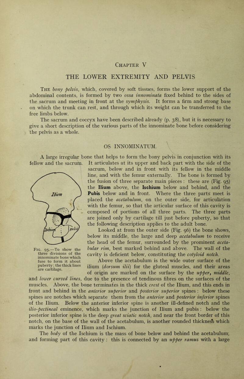 THE LOWER EXTREMITY AND PELVIS The bony pelvis, which, covered by soft tissues, forms the lower support of the abdominal contents, is formed by two ossa innominata fixed behind to the sides of the sacrum and meeting in front at the symphysis. It forms a firm and strong base on which the trunk can rest, and through which its weight can be transferred to the free limbs below. The sacrum and coccyx have been described already (p. 38), but it is necessary to give a short description of the various parts of the innominate bone before considering the pelvis as a whole. OS INNOMINATUM. A large irregular bone that helps to form the bony pelvis in conjunction with its It articulates at its upper and back part with the side of the sacrum, below and in front with its fellow in the middle line, and with the femur externally. The bone is formed by the fusion of three separate main pieces : these are (Fig. 95) the Ilium above, the Ischium below and behind, and the Pubis below and in front. Where the three parts meet is placed the acetabulum, on the outer side, for articulation with the femur, so that the articular surface of this cavity is composed of portions of all three parts. The three parts are joined only by cartilage till just before puberty, so that the following description applies to the adult bone. Looked at from the outer side (Fig. 96) the bone shows, below its middle, the large and deep acetabulum to receive the head of the femur, surrounded by the prominent aceta¬ bular rim, best marked behind and above. The wall of the cavity is deficient below, constituting the cotyloid notch. Above the acetabulum is the wide outer surface of the ilium (dorsum ilii) for the gluteal muscles, and their areas of origin are marked on the surface by the upper, middle, and lower curved lines, due to the presence of tendinous fibres on the surfaces of the muscles. Above, the bone terminates in the thick crest of the Ilium, and this ends in front and behind in the anterior superior and posterior superior spines : below these spines are notches which separate them from the anterior and posterior inferior spines of the Ilium. Below the anterior inferior spine is another ill-defined notch and the ilio-pectineal eminence, which marks the junction of Ilium and pubis : below the posterior inferior spine is the deep great sciatic notch, and near the front border of this notch, on the base of the wall of the acetabulum, is another rounded thicknesh which marks the junction of Ilium and Ischium. The body of the Ischium is the mass of bone below and behind the acetabulum; and forming part of this cavity : this is connected by an upper ramus with a large fellow and the sacrum. Fig. 95.—To show the three divisions of the innominate bone which fuse to form it about puberty; the thick lines are cartilage.