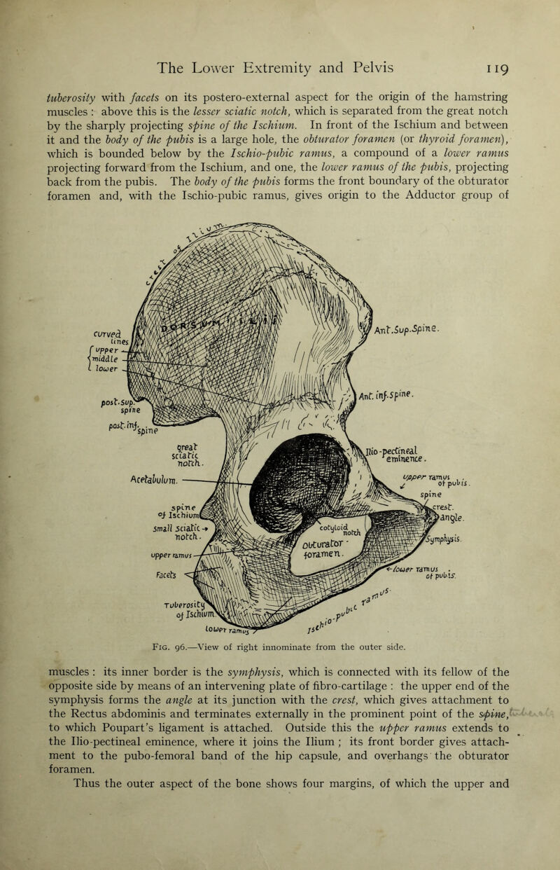 tuberosity with facets on its postero-external aspect for the origin of the hamstring muscles : above this is the lesser sciatic notch, which is separated from the great notch by the sharply projecting spine of the Ischium. In front of the Ischium and between it and the body of the pubis is a large hole, the obturator foramen (or thyroid foramen), which is bounded below by the Ischio-pubic ramus, a compound of a lower ramus projecting forward from the Ischium, and one, the lower ramus of the pubis, projecting back from the pubis. The body of the pubis forms the front boundary of the obturator foramen and, with the Ischio-pubic ramus, gives origin to the Adductor group of curved tines f 1'pper s middle i lower pOst-SUjp spine Tie Ant.Sup.Spine. Ufiper r&rrwi . ^ of-puli is. spine prest. angle. [Symphysis. upper rdm us facets /ouer ramus . of puOls-. Tuberosity oj Ischium' to jsl,‘ Fig. 96.—View of right innominate from the outer side. muscles : its inner border is the symphysis, which is connected with its fellow of the opposite side by means of an intervening plate of fibro-cartilage : the upper end of the symphysis forms the angle at its junction with the crest, which gives attachment to the Rectus abdominis and terminates externally in the prominent point of the spine, to which Poupart’s ligament is attached. Outside this the upper ramus extends to the Ilio-pectineal eminence, where it joins the Ilium ; its front border gives attach¬ ment to the pubo-femoral band of the hip capsule, and overhangs the obturator foramen. Thus the outer aspect of the bone shows four margins, of which the upper and