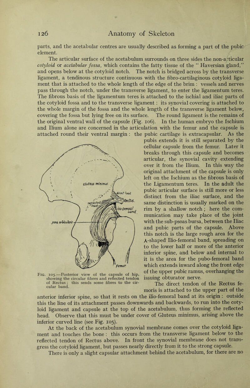 parts, and the acetabular centres are usually described as forming a part of the pubic element. The articular surface of the acetabulum surrounds on three sides the non-a rticular cotyloid or acetabular fossa, which contains the fatty tissue of the “ Haversian gland,” and opens below at the cotyloid notch. The notch is bridged across by the transverse ligament, a tendinous structure continuous with the fibro-cartilaginous cotyloid liga¬ ment that is attached to the whole length of the edge of the brim : vessels and nerves pass through the notch, under the transverse ligament, to enter the ligamentum teres. The fibrous basis of the ligamentum teres is attached to the ischial and iliac parts of the cotyloid fossa and to the transverse ligament : its synovial covering is attached to the whole margin of the fossa and the whole length of the transverse ligament below, covering the fossa but lying free on its surface. The round ligament is the remains of the original ventral wall of the capsule (Fig. 106). In the human embryo the Ischium and Ilium alone are concerned in the articulation with the femur and the capsule is attached round their ventral margin : the pubic cartilage is extracapsular. As the pubis extends it is still separated by the cellular capsule from the femur. Later it breaks through this capsule and becomes articular, the synovial cavity extending over it from the Ilium. In this way the original attachment of the capsule is only left on the Ischium as the fibrous basis of the Ligamentum teres. In the adult the pubic articular surface is still more or less distinct from the iliac surface, and the same distinction is usually marked on the rim by a shallow notch ; here the com¬ munication may take place of the joint with the sub-psoas bursa, between the Iliac and pubic parts of the capsule. Above this notch is the large rough area for the A-shaped Ilio-femoral band, spreading on to the lower half or more of the anterior inferior spine, and below and internal to it is the area for the pubo-femoral band which extends inward along the front edge of the upper pubic ramus, overhanging the issuing obturator nerve. The direct tendon of the Rectus fe- moris is attached to the upper part of the anterior inferior spine, so that it rests on the ilio-femoral band at its origin : outside this the line of its attachment passes downwards and backwards, to run into the coty¬ loid ligament and capsule at the top of the acetabulum, thus forming the reflected head. Observe that this must be under cover of Gluteus minimus, arising above the inferior curved line (see Fig. 105). At the back of the acetabulum synovial membrane comes over the cotyloid liga¬ ment and touches the bone : this occurs from the transverse ligament below to the reflected tendon of Rectus above. In front the synovial membrane does not trans¬ gress the cotyloid ligament, but passes nearly directly from it to the strong capsule. There is only a slight capsular attachment behind the acetabulum, for there are no Fig. 105.—Posterior view of the capsule of hip, showing the circular fibres and reflected tendon of Rectus ; this sends some fibres to the cir¬ cular band.