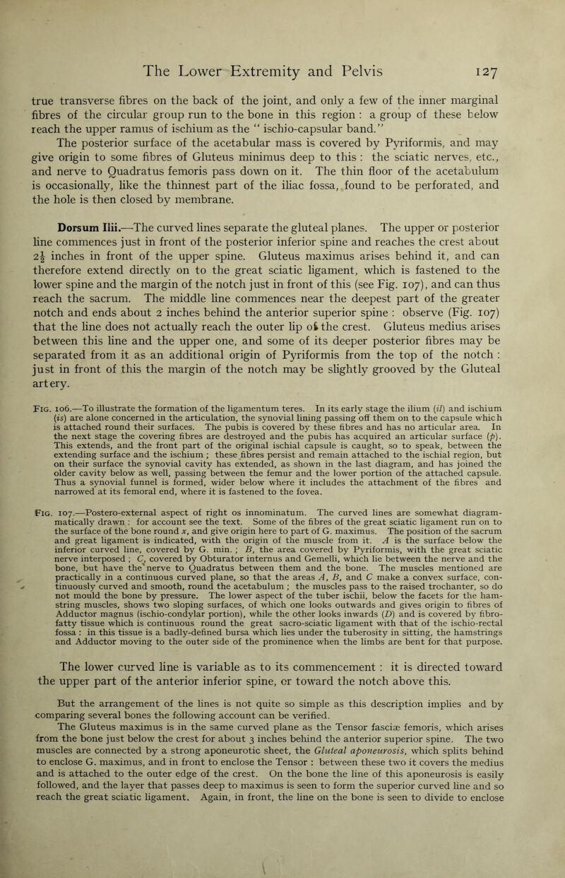 true transverse fibres on the back of the joint, and only a few of the inner marginal fibres of the circular group run to the bone in this region : a group of these below reach the upper ramus of ischium as the “ ischio-capsular band.” The posterior surface of the acetabular mass is covered by Pyriformis, and may give origin to some fibres of Gluteus minimus deep to this : the sciatic nerves, etc., and nerve to Quadratus femoris pass down on it. The thin floor of the acetabulum is occasionally, like the thinnest part of the iliac fossa, found to be perforated, and the hole is then closed by membrane. Dorsum Ilii.—The curved lines separate the gluteal planes. The upper or posterior line commences just in front of the posterior inferior spine and reaches the crest about 2\ inches in front of the upper spine. Gluteus maximus arises behind it, and can therefore extend directly on to the great sciatic ligament, which is fastened to the lower spine and the margin of the notch just in front of this (see Fig. 107), and can thus reach the sacrum. The middle line commences near the deepest part of the greater notch and ends about 2 inches behind the anterior superior spine : observe (Fig. 107) that the line does not actually reach the outer lip oi the crest. Gluteus medius arises between this line and the upper one, and some of its deeper posterior fibres may be separated from it as an additional origin of Pyriformis from the top of the notch : just in front of this the margin of the notch may be slightly grooved by the Gluteal art ery. Fig. 106.—To illustrate the formation of the ligamentum teres. In its early stage the ilium (il) and ischium (is) are alone concerned in the articulation, the synovial lining passing off them on to the capsule whic h is attached round their surfaces. The pubis is covered by these fibres and has no articular area. In the next stage the covering fibres are destroyed and the pubis has acquired an articular surface (p). This extends, and the front part of the original ischial capsule is caught, so to speak, between the extending surface and the ischium ; these fibres persist and remain attached to the ischial region, but on their surface the synovial cavity has extended, as shown in the last diagram, and has joined the older cavity below as well, passing between the femur and the lower portion of the attached capsule. Thus a synovial funnel is formed, wider below where it includes the attachment of the fibres and narrowed at its femoral end, where it is fastened to the fovea. Fig. 107.—Postero-external aspect of right os innominatum. The curved lines are somewhat diagram- matically drawn : for account see the text. Some of the fibres of the great sciatic ligament run on to the surface of the bone round x, and give origin here to part of G. maximus. The position of the sacrum and great ligament is indicated, with the origin of the muscle from it. A is the surface below the inferior curved line, covered by G. min. ; B, the area covered by Pyriformis, with the great sciatic nerve interposed ; C, covered by Obturator internus and Gemelli, which lie between the nerve and the bone, but have the' nerve to Quadratus between them and the bone. The muscles mentioned are practically in a continuous curved plane, so that the areas A, B, and C make a convex surface, con¬ tinuously curved and smooth, round the acetabulum ; the muscles pass to the raised trochanter, so do not mould the bone by pressure. The lower aspect of the tuber ischii, below the facets for the ham¬ string muscles, shows two sloping surfaces, of which one looks outwards and gives origin to fibres of Adductor magnus (ischio-condylar portion), while the other looks inwards (D) and is covered by fibro- fatty tissue which is continuous round the great sacro-sciatic ligament with that of the ischio-rectal fossa : in this tissue is a badly-defined bursa which lies under the tuberosity in sitting, the hamstrings and Adductor moving to the outer side of the prominence when the limbs are bent for that purpose. The lower curved line is variable as to its commencement : it is directed toward the upper part of the anterior inferior spine, or toward the notch above this. But the arrangement of the lines is not quite so simple as this description implies and by comparing several bones the following account can be verified. The Gluteus maximus is in the same curved plane as the Tensor fasciae femoris, which arises from the bone just below the crest for about 3 inches behind the anterior superior spine. The two muscles are connected by a strong aponeurotic sheet, the Gluteal aponeurosis, which splits behind to enclose G. maximus, and in front to enclose the Tensor : between these two it covers the medius and is attached to the outer edge of the crest. On the bone the line of this aponeurosis is easily followed, and the layer that passes deep to maximus is seen to form the superior curved line and so reach the great sciatic ligament. Again, in front, the line on the bone is seen to divide to enclose
