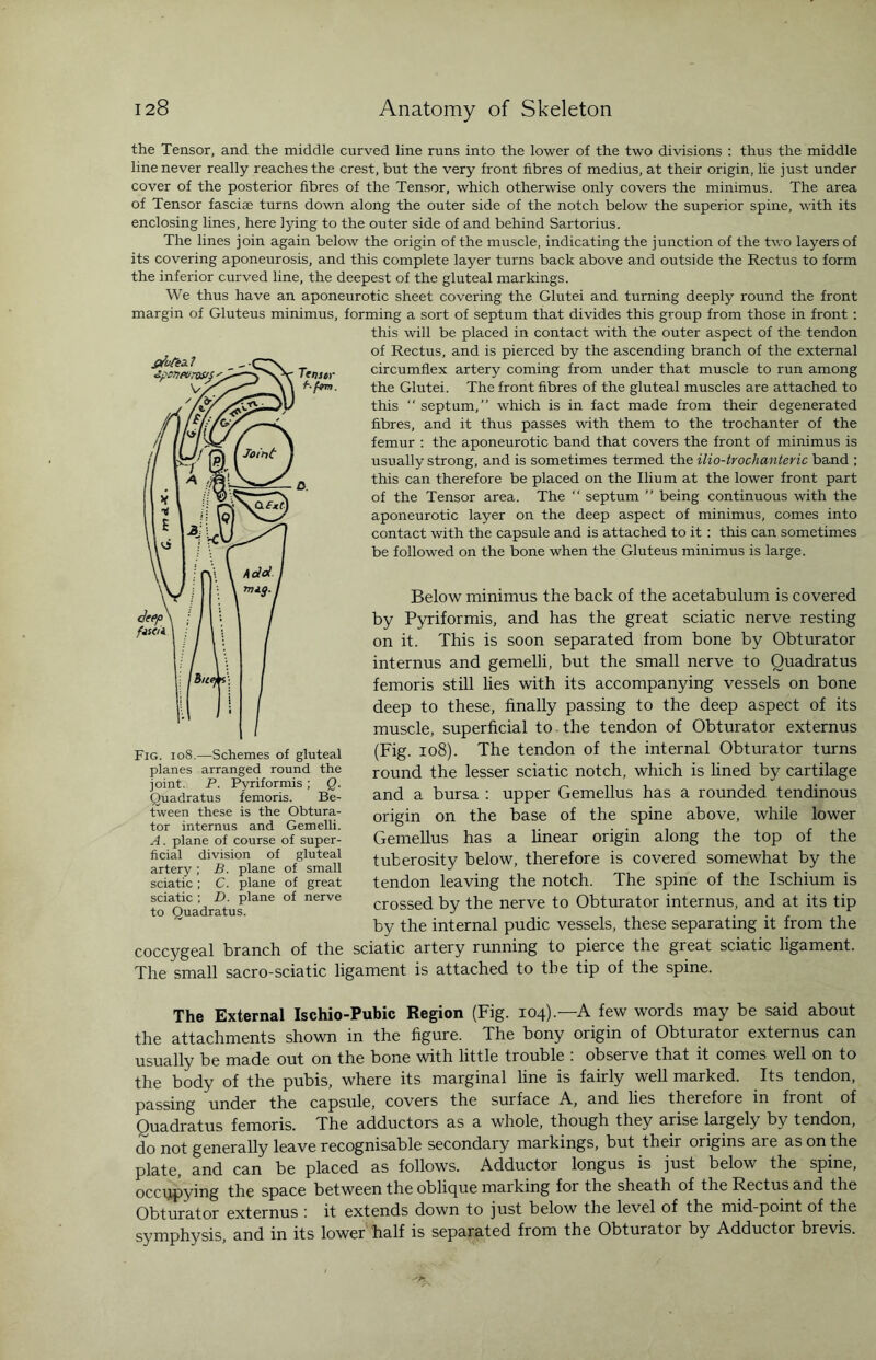 the Tensor, and the middle curved line runs into the lower of the two divisions : thus the middle line never really reaches the crest, but the very front fibres of medius, at their origin, lie just under cover of the posterior fibres of the Tensor, which otherwise only covers the minimus. The area of Tensor fasciae turns down along the outer side of the notch below the superior spine, with its enclosing lines, here lying to the outer side of and behind Sartorius. The lines join again below the origin of the muscle, indicating the junction of the two layers of its covering aponeurosis, and this complete layer turns back above and outside the Rectus to form the inferior curved line, the deepest of the gluteal markings. We thus have an aponeurotic sheet covering the Glutei and turning deeply round the front margin of Gluteus minimus, forming a sort of septum that divides this group from those in front : this will be placed in contact with the outer aspect of the tendon of Rectus, and is pierced by the ascending branch of the external circumflex artery coming from under that muscle to run among the Glutei. The front fibres of the gluteal muscles are attached to this  septum,” which is in fact made from their degenerated fibres, and it thus passes with them to the trochanter of the femur : the aponeurotic band that covers the front of minimus is usually strong, and is sometimes termed the ilio-trochanteric band ; this can therefore be placed on the Ilium at the lower front part of the Tensor area. The “ septum ” being continuous with the aponeurotic layer on the deep aspect of minimus, comes into contact with the capsule and is attached to it : this can sometimes be followed on the bone when the Gluteus minimus is large. Below minimus the back of the acetabulum is covered by Pyriformis, and has the great sciatic nerve resting on it. This is soon separated from bone by Obturator internus and gemelli, but the small nerve to Quadratus femoris still lies with its accompanying vessels on bone deep to these, finally passing to the deep aspect of its muscle, superficial to the tendon of Obturator externus (Fig. 108). The tendon of the internal Obturator turns round the lesser sciatic notch, which is lined by cartilage and a bursa : upper Gemellus has a rounded tendinous origin on the base of the spine above, while lower Gemellus has a linear origin along the top of the tuberosity below, therefore is covered somewhat by the tendon leaving the notch. The spine of the Ischium is crossed by the nerve to Obturator internus, and at its tip by the internal pudic vessels, these separating it from the coccygeal branch of the sciatic artery running to pierce the great sciatic ligament. The small sacro-sciatic ligament is attached to the tip of the spine. The External Ischio-Pubic Region (Fig. 104).—A few words may be said about the attachments shown in the figure. The bony origin of Obturator externus can usually be made out on the bone with little trouble : observe that it comes well on to the body of the pubis, where its marginal line is fairly well marked. Its tendon, passing under the capsule, covers the surface A, and lies therefore in front of Quadratus femoris. The adductors as a whole, though they arise largely by tendon, do not generally leave recognisable secondaiy markings, but their origins aie as on the plate, and can be placed as follows. Adductor longus is just below the spine, occupying the space between the oblique marking for the sheath of the Rectus and the Obturator externus : it extends down to just below the level of the mid-point of the symphysis, and in its lower half is separated from the Obturator by Adductor brevis. Fig. 108.—Schemes of gluteal planes arranged round the joint. P. Pyriformis; Q. Quadratus femoris. Be¬ tween these is the Obtura¬ tor internus and Gemelli. A. plane of course of super¬ ficial division of gluteal artery ; B. plane of small sciatic; C. plane of great sciatic ; D. plane of nerve to Quadratus.
