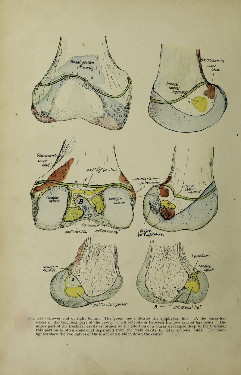 I 'yptetrocnefrnus, inner hedcL. B.- ' <lnt. truanl ho - Fig. 122.—Lower end of right femur. The green line indicates the epiphyseal line. B, the bursa-like recess of the trochlear part of the cavity which extends in between the two crucial ligaments. The upper part of the trochlear cavity is formed by the addition of a bursa developed deep to the Crureus ; this portion is often somewhat separated from the main cavity by fatty synovial folds. The lower figures show the two halves of the lower end divided down the centre.