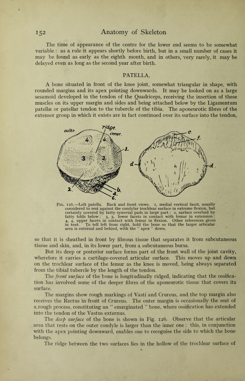 The time of appearance of the centre for the lower end seems to be somewhat variable : as a rule it appears shortly before birth, but in a small number of cases it may be found as early as the eighth month, and in others, very rarely, it may be delayed even as long as the second year after birth. PATELLA, A bone situated in front of the knee joint, somewhat triangular in shape, with rounded margins and its apex pointing downwards. It may be looked on as a large sesamoid developed in the tendon of the Quadriceps, receiving the insertion of these muscles on its upper margin and sides and being attached below by the Ligamentum patellae or patellar tendon to the tubercle of the tibia. The aponeurotic fibres of the extensor group in which it exists are in fact continued over its surface into the tendon, Fig. 126.—Left patella. Back and front views. 1, medial vertical facet, usually considered to rest against the condylar trochlear surface in extreme flexion, but certainly covered by fatty synovial pads in large part ; 2, surface overlaid by fatty folds below ; 3, 3, lower facets in contact with femur in extension ; 4, 4, upper facets in contact with femur in flexion. Other references given in text. To tell left from right, hold the bone so that the larger articular area is external and behind, with the “ apex  down. so that it is sheathed in front by fibrous tissue that separates it from subcutaneous tissue and skin, and, in its lower part, from a subcutaneous bursa. But its deep or posterior surface forms part of the front wall of the joint cavity, wherefore it carries a cartilage-covered articular surface. This moves up and down on the trochlear surface of the femur as the knee is moved, being always separated from the tibial tubercle by the length of the tendon. The front surface of the bone is longitudinally ridged, indicating that the ossifica¬ tion has involved some of the deeper fibres of the aponeurotic tissue that covers its surface. The margins show rough markings of Vasti and Crureus, and the top margin also receives the Rectus in front of Crureus. The outer margin is occasionally the seat of a rough process, constituting an “ emarginated ” bone, where ossification has extended into the tendon of the Vastus externus. The deep surface of the bone is shown in Fig. 126. Observe that the articular area that rests on the outer condyle is larger than the inner one : this, in conjunction with the apex pointing downward, enables one to recognise the side to which the bone belongs. The ridge between the two surfaces lies in the hollow of the trochlear surface of