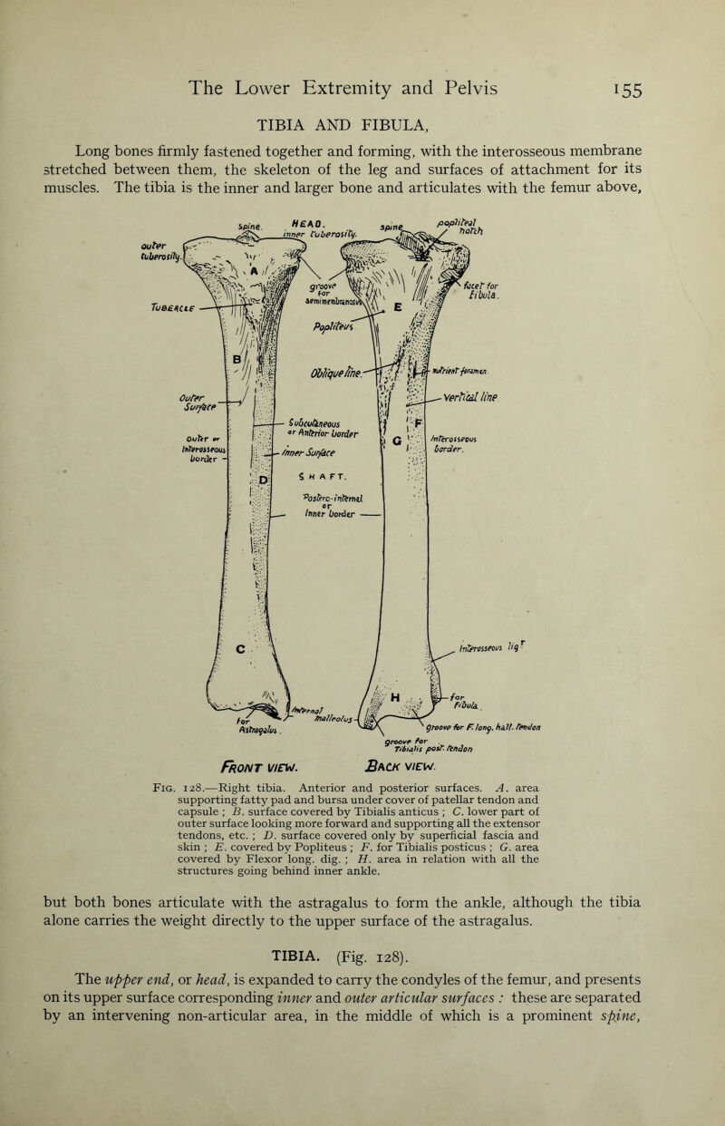 TIBIA AND FIBULA, Long bones firmly fastened together and forming, with the interosseous membrane stretched between them, the skeleton of the leg and surfaces of attachment for its muscles. The tibia is the inner and larger bone and articulates with the femur above. Fig. 128.—Right tibia. Anterior and posterior surfaces. A. area supporting fatty pad and bursa under cover of patellar tendon and capsule ; B. surface covered by Tibialis anticus ; C. lower part of outer surface looking more forward and supporting all the extensor tendons, etc. ; D. surface covered only by superficial fascia and skin ; E. covered by Popliteus ; F. for Tibialis posticus ; G. area covered by Flexor long. dig. ; H. area in relation with all the structures going behind inner ankle. but both bones articulate with the astragalus to form the ankle, although the tibia alone carries the weight directly to the upper surface of the astragalus. TIBIA. (Fig. 128). The upper end, or head, is expanded to carry the condyles of the femur, and presents on its upper surface corresponding inner and outer articular surfaces : these are separated by an intervening non-articular area, in the middle of which is a prominent spine,