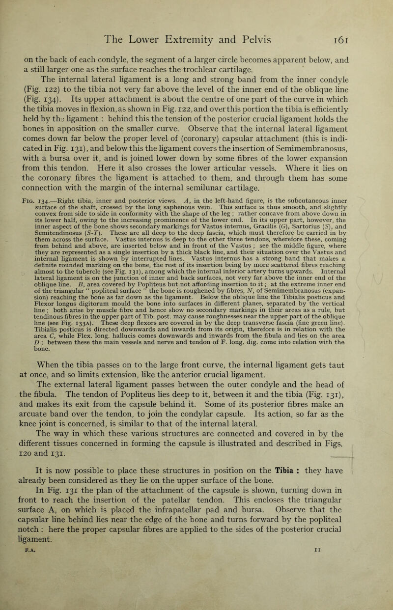 on the back of each condyle, the segment of a larger circle becomes apparent below, and a still larger one as the surface reaches the trochlear cartilage. The internal lateral ligament is a long and strong band from the inner condyle (Fig. 122) to the tibia not very far above the level of the inner end of the oblique line (Fig. 134). Its upper attachment is about the centre of one part of the curve in which the tibia moves in flexion, as shown in Fig. 122, and over this portion the tibia is efficiently held by the ligament : behind this the tension of the posterior crucial ligament holds the bones in apposition on the smaller curve. Observe that the internal lateral ligament comes down far below the proper level of (coronary) capsular attachment (this is indi¬ cated in Fig. 131), and below this the ligament covers the insertion of Semimembranosus, with a bursa over it, and is joined lower down by some fibres of the lower expansion from this tendon. Here it also crosses the lower articular vessels. Where it lies on the coronary fibres the ligament is attached to them, and through them has some connection with the margin of the internal semilunar cartilage. Fig. 134.—Right tibia, inner and posterior views. A, in the left-hand figure, is the subcutaneous inner surface of the shaft, crossed by the long saphenous vein. This surface is thus smooth, and slightly convex from side to side in conformity with the shape of the leg ; rather concave from above down in its lower half, owing to the increasing prominence of the lower end. In its upper part, however, the inner aspect of the bone shows secondary markings for Vastus internus, Gracilis (G), Sartorius (S), and Semitendinosus (S-T). These are all deep to the deep fascia, which must therefore be carried in by them across the surface. Vastus internus is deep to the other three tendons, wherefore these, coming from behind and above, are inserted below and in front of the Vastus ; see the middle figure, where they are represented as a single insertion by a thick black line, and their situation over the Vastus and internal ligament is shown by interrupted lines. Vastus internus has a strong band that makes a definite rounded marking on the bone, the rest of its insertion being by more scattered fibres reaching almost to the tubercle (see Fig. 131), among which the internal inferior artery turns upwards. Internal lateral ligament is on the junction of inner and back surfaces, not very far above the inner end of the oblique line. B, area covered by Popliteus but not affording insertion to it; at the extreme inner end of the triangular “ popliteal surface ” the bone is roughened by fibres, N, of Semimembranosus (expan¬ sion) reaching the bone as far down as the ligament. Below the oblique line the Tibialis posticus and Flexor longus digitorum mould the bone into surfaces in different planes, separated by the vertical line ; both arise by muscle fibre and hence show no secondary markings in their areas as a rule, but tendinous fibres in the upper part of Tib. post, may cause roughnesses near the upper part of the oblique line (see Fig. 133A). These deep flexors are covered in by the deep transverse fascia (fine green line). Tibialis posticus is directed downwards and inwards from its origin, therefore is in relation with the area C, while Flex. long, hallucis comes downwards and inwards from the fibula and lies on the area D ; between these the main vessels and nerve and tendon of F. long. dig. come into relation with the bone. When the tibia passes on to the large front curve, the internal ligament gets taut at once, and so limits extension, like the anterior crucial ligament. The external lateral ligament passes between the outer condyle and the head of the fibula. The tendon of Popliteus lies deep to it, between it and the tibia (Fig. 131), and makes its exit from the capsule behind it. Some of its posterior fibres make an arcuate band over the tendon, to join the condylar capsule. Its action, so far as the knee joint is concerned, is similar to that of the internal lateral. The way in which these various structures are connected and covered in by the different tissues concerned in forming the capsule is illustrated and described in Figs. 120 and 131. It is now possible to place these structures in position on the Tibia : they have already been considered as they lie on the upper surface of the bone. In Fig. 131 the plan of the attachment of the capsule is shown, turning down in front to reach the insertion of the patellar tendon. This encloses the triangular surface A, on which is placed the infrapatellar pad and bursa. Observe that the capsular line behind lies near the edge of the bone and turns forward by the popliteal notch : here the proper capsular fibres are applied to the sides of the posterior crucial ligament.