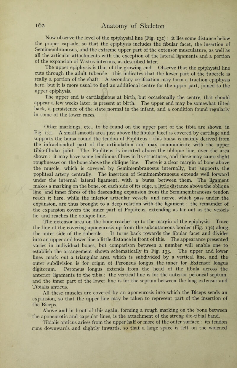 Now observe the level of the epiphysial line (Fig. 131) : it lies some distance below the proper capsule, so that the epiphysis includes the fibular facet, the insertion of Semimembranosus, and the extreme upper part of the extensor musculature, as well as all the articular attachments with the exception of the lateral ligaments and a portion of the expansion of Vastus internus, as described later. The upper epiphysis is that of the growing end. Observe that the epiphysial line cuts through the adult tubercle : this indicates that the lower part of the tubercle is really a portion of the shaft. A secondary ossification may form a traction epiphysis here, but it is more usual to find an additional centre for the upper part, joined to the upper epiphysis. The upper end is cartilaginous at birth, but occasionally the centre, that should appear a few weeks later, is present at birth. The upper end may be somewhat tilted back, a persistence of the state normal in the infant, and a condition found regularly in some of the lower races. Other markings, etc., to be found on the upper part of the tibia are shown in Fig. 131. A small smooth area just above the fibular facet is covered by cartilage and supports the bursa round the tendon of Popliteus : this bursa is mainly derived from the infrachondral part of the articulation and may communicate with the upper tibio-fibular joint. The Popliteus is inserted above the oblique line, over the area shown : it may have some tendinous fibres in its structures, and these may cause slight roughnesses on the bone above the oblique line. There is a clear margin of bone above the muscle, which is covered by Semimembranosus internally, but supports the popliteal artery centrally. The insertion of Semimembranosus extends well forward under the internal lateral ligament, with a bursa between them. The ligament makes a marking on the bone, on each side of its edge, a little distance above the oblique line, and inner fibres of the descending expansion from the Semimembranosus tendon reach it here, while the inferior articular vessels and nerve, which pass under the expansion, are thus brought to a deep relation with the ligament : the remainder of the expansion covers the inner part of Popliteus, extending as far out as the vessels lie, and reaches the oblique line. The extensor area on the bone reaches up to the margin of the epiphysis. Trace the line of the covering aponeurosis up from the subcutaneous border (Fig. 132) along the outer side of the tubercle. It turns back towards the fibular facet and divides into an upper and lower line a little distance in front of this. The appearance presented varies in individual bones, but comparison between a number will enable one to establish the arrangement shown schematically in Fig. 133. The upper and lower lines mark out a triangular area which is subdivided by a vertical line, and the outer subdivision is for origin of Peroneus longus, the inner for Extensor longus digitorum. Peroneus longus extends from the head of the fibula across the anterior ligaments to the tibia : the vertical line is for the anterior peroneal septum, and the inner part of the lower line is for the septum between the long extensor and Tibialis anticus. All these muscles are covered by an aponeurosis into which the Biceps sends an expansion, so that the upper line may be taken to represent part of the insertion of the Biceps. Above and in front of this again, forming a rough marking on the bone between the aponeurotic and capsular lines, is the attachment of the strong ilio-tibial band. Tibialis anticus arises from the upper half or more of the outer surface : its tendon runs downwards and slightly inwards, so that a large space is left on the widened