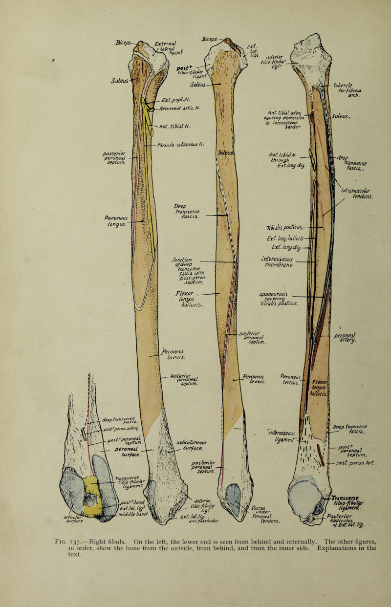 Soleus t tubercle for fibrous arch. Soleus. deep transverse Atscip. intremuscukr tendons. Deep transverse fasti A.. -pineal Septum, post.peron. Art. Posterior fasticuius .. oj ExT.Ur. lit). Fig. 137.—Right fibula. On the left, the lower end is seen from behind and internally. The other figures, in order, show the bone from the outside, from behind, and from the inner side. Explanations in the text.