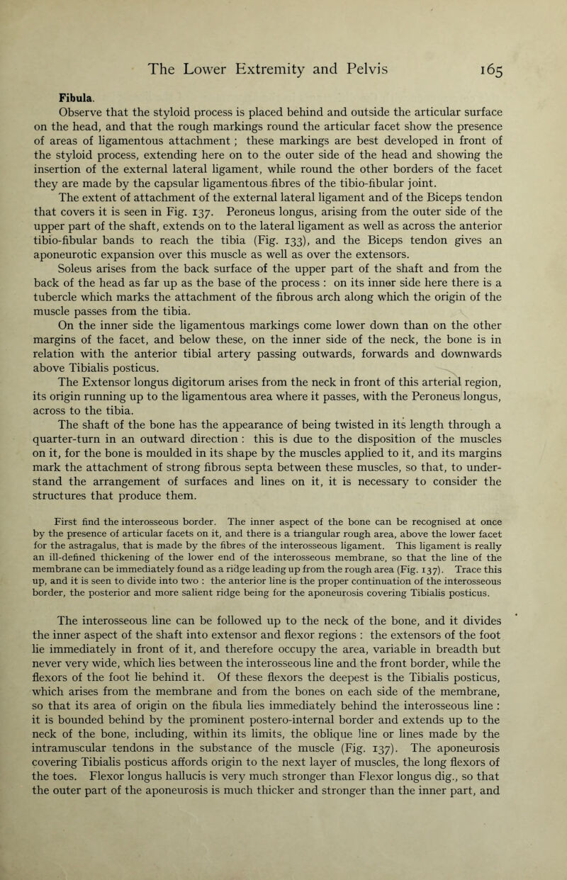 Fibula. Observe that the styloid process is placed behind and outside the articular surface on the head, and that the rough markings round the articular facet show the presence of areas of ligamentous attachment; these markings are best developed in front of the styloid process, extending here on to the outer side of the head and showing the insertion of the external lateral ligament, while round the other borders of the facet they are made by the capsular ligamentous fibres of the tibio-fibular joint. The extent of attachment of the external lateral ligament and of the Biceps tendon that covers it is seen in Fig. 137. Peroneus longus, arising from the outer side of the upper part of the shaft, extends on to the lateral ligament as well as across the anterior tibio-fibular bands to reach the tibia (Fig. 133), and the Biceps tendon gives an aponeurotic expansion over this muscle as well as over the extensors. Soleus arises from the back surface of the upper part of the shaft and from the back of the head as far up as the base of the process : on its inner side here there is a tubercle which marks the attachment of the fibrous arch along which the origin of the muscle passes from the tibia. On the inner side the ligamentous markings come lower down than on the other margins of the facet, and below these, on the inner side of the neck, the bone is in relation with the anterior tibial artery passing outwards, forwards and downwards above Tibialis posticus. The Extensor longus digitorum arises from the neck in front of this arterial region, its origin running up to the ligamentous area where it passes, with the Peroneus longus, across to the tibia. The shaft of the bone has the appearance of being twisted in its length through a quarter-turn in an outward direction : this is due to the disposition of the muscles on it, for the bone is moulded in its shape by the muscles applied to it, and its margins mark the attachment of strong fibrous septa between these muscles, so that, to under¬ stand the arrangement of surfaces and lines on it, it is necessary to consider the structures that produce them. First find the interosseous border. The inner aspect of the bone can be recognised at once by the presence of articular facets on it, and there is a triangular rough area, above the lower facet for the astragalus, that is made by the fibres of the interosseous ligament. This ligament is really an ill-defined thickening of the lower end of the interosseous membrane, so that the line of the membrane can be immediately found as a ridge leading up from the rough area (Fig. 137). Trace this up, and it is seen to divide into two : the anterior line is the proper continuation of the interosseous border, the posterior and more salient ridge being for the aponeurosis covering Tibialis posticus. The interosseous line can be followed up to the neck of the bone, and it divides the inner aspect of the shaft into extensor and flexor regions : the extensors of the foot lie immediately in front of it, and therefore occupy the area, variable in breadth but never very wide, which lies between the interosseous line and the front border, while the flexors of the foot lie behind it. Of these flexors the deepest is the Tibialis posticus, which arises from the membrane and from the bones on each side of the membrane, so that its area of origin on the fibula lies immediately behind the interosseous line : it is bounded behind by the prominent postero-internal border and extends up to the neck of the bone, including, within its limits, the oblique line or lines made by the intramuscular tendons in the substance of the muscle (Fig. 137). The aponeurosis covering Tibialis posticus affords origin to the next layer of muscles, the long flexors of the toes. Flexor longus hallucis is very much stronger than Flexor longus dig., so that the outer part of the aponeurosis is much thicker and stronger than the inner part, and