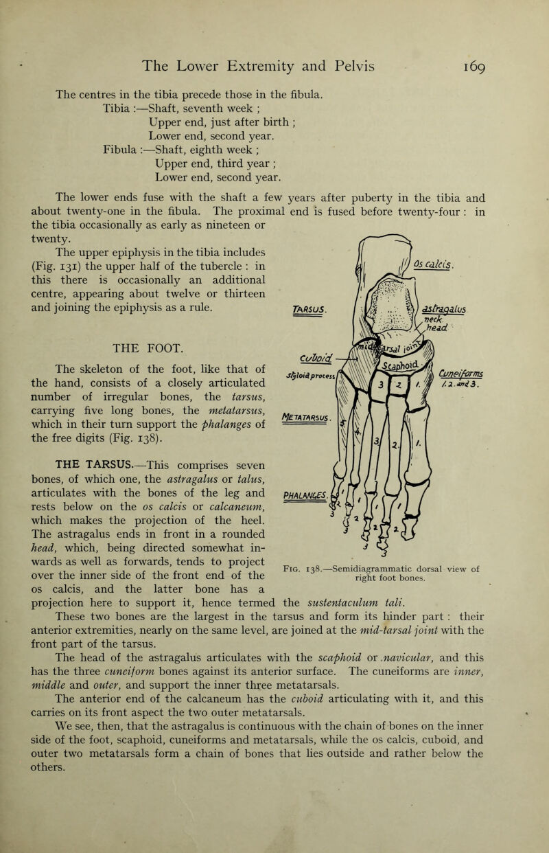 The centres in the tibia precede those in the fibula. Tibia :—Shaft, seventh week ; Upper end, just after birth ; Lower end, second year. Fibula :—Shaft, eighth week ; Upper end, third year ; Lower end, second year. The lower ends fuse with the shaft a few years after puberty in the tibia and about twenty-one in the fibula. The proximal end is fused before twenty-four : in the tibia occasionally as early as nineteen or twenty. The upper epiphysis in the tibia includes (Fig. 131) the upper half of the tubercle : in this there is occasionally an additional centre, appearing about twelve or thirteen and joining the epiphysis as a rule. THE FOOT. The skeleton of the foot, like that of the hand, consists of a closely articulated number of irregular bones, the tarsus, carrying five long bones, the metatarsus, which in their turn support the phalanges of the free digits (Fig. 138). THE TARSUS.—This comprises seven bones, of which one, the astragalus or talus, articulates with the bones of the leg and rests below on the os calcis or calcaneum, which makes the projection of the heel. The astragalus ends in front in a rounded head, which, being directed somewhat in¬ wards as well as forwards, tends to project over the inner side of the front end of the os calcis, and the latter bone has a projection here to support it, hence termed the sustentaculum tali. These two bones are the largest in the tarsus and form its hinder part : their anterior extremities, nearly on the same level, are joined at the mid-tarsal joint with the front part of the tarsus. The head of the astragalus articulates with the scaphoid or .navicular, and this has the three cuneiform bones against its anterior surface. The cuneiforms are inner, middle and outer, and support the inner three metatarsals. The anterior end of the calcaneum has the cuboid articulating with it, and this carries on its front aspect the two outer metatarsals. We see, then, that the astragalus is continuous with the chain of bones on the inner side of the foot, scaphoid, cuneiforms and metatarsals, while the os calcis, cuboid, and outer two metatarsals form a chain of bones that lies outside and rather below the others. Fig. 138.—Semidiagrammatic dorsal view of right foot bones.