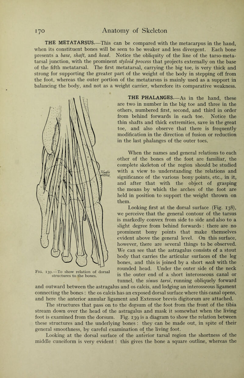 THE METATARSUS.—This can be compared with the metacarpus in the hand, when its constituent bones will be seen to be weaker and less divergent. Each bone presents a base, shaft, and head. Notice the obliquity of the line of the tarso-meta- tarsal junction, with the prominent styloid process that projects externally on the base of the fifth metatarsal. The first metatarsal, carrying the big toe, is very thick and strong for supporting the greater part of the weight of the body in stepping off from the foot, whereas the outer portion of the metatarsus is mainly used as a support in balancing the body, and not as a weight carrier, wherefore its comparative weakness. THE PHALANGES—As in the hand, these are two in number in the big toe and three in the others, numbered first, second, and third in order from behind forwards in each toe. Notice the thin shafts and thick extremities, save in the great toe, and also observe that there is frequently modification in the direction of fusion or reduction in the last phalanges of the outer toes. When the names and general relations to each other of the bones of the foot are familiar, the complete skeleton of the region should be studied with a view to understanding the relations and significance of the various bony points, etc., in it, and after that with the object of grasping the means by which the arches of the foot are held in position to support the weight thrown on them. Looking first at the dorsal surface (Fig. 138), we perceive that the general contour of the tarsus is markedly convex from side to side and also to a slight degree from behind forwards : there are no prominent bony points that make themselves evident above the general level. On this surface, however, there are several things to be observed. We can see that the astragalus consists of a stout body that carries the articular surfaces of the leg bones, and this is joined by a short neck with the rounded head. Under the outer side of the neck is the outer end of a short interosseous canal or tunnel, the sinus tarsi, running obliquely forward and outward between the astragalus and os calcis, and lodging an interosseous ligament connecting the bones : the os calcis has an exposed dorsal surface where this canal opens, and here the anterior annular ligament and Extensor brevis digitorum are attached. The structures that pass on to the dorsum of the foot from the front of the tibia stream down over the head of the astragalus and mask it somewhat when the living foot is examined from the dorsum. Fig. 139 is a diagram to show the relation between these structures and the underlying bones : they can be made out, in spite of their general smoothness, by careful examination of the living foot. Looking at the dorsal surface of the anterior tarsal region the shortness of the middle cuneiform is very evident : this gives the bone a square outline, whereas the Fig. 139.—To show relation of dorsal structures to the hones.