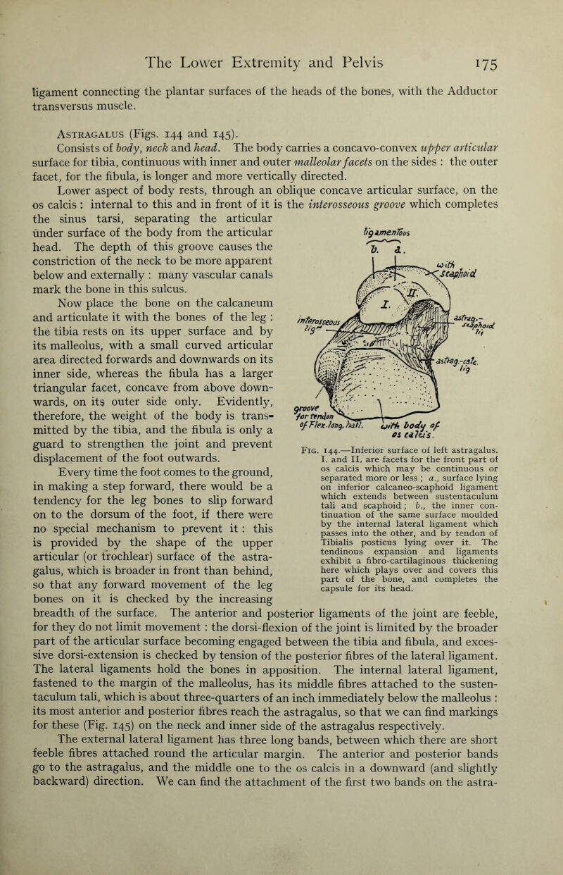 ligament connecting the plantar surfaces of the heads of the bones, with the Adductor transversus muscle. Astragalus (Figs. 144 and 145). Consists of body, neck and head. The body carries a concavo-convex upper articular surface for tibia, continuous with inner and outer malleolar facets on the sides : the outer facet, for the fibula, is longer and more vertically directed. Lower aspect of body rests, through an oblique concave articular surface, on the os calcis : internal to this and in front of it is the interosseous groove which completes the sinus tarsi, separating the articular under surface of the body from the articular head. The depth of this groove causes the constriction of the neck to be more apparent below and externally : many vascular canals mark the bone in this sulcus. Now place the bone on the calcaneum and articulate it with the bones of the leg : the tibia rests on its upper surface and by its malleolus, with a small curved articular area directed forwards and downwards on its inner side, whereas the fibula has a larger triangular facet, concave from above down¬ wards, on its outer side only. Evidently, therefore, the weight of the body is trans¬ mitted by the tibia, and the fibula is only a guard to strengthen the joint and prevent displacement of the foot outwards. Every time the foot comes to the ground, in making a step forward, there would be a tendency for the leg bones to slip forward on to the dorsum of the foot, if there were b'gimenTous V. A. Fig. 144.—Inferior surface of left astragalus. I. and II. are facets for the front part of os calcis which may be continuous or separated more or less ; a., surface lying on inferior calcaneo-scaphoid ligament which extends between sustentaculum tali and scaphoid ; b., the inner con¬ tinuation of the same surface moulded no special mechanism to prevent it : this is provided by the shape of the upper articular (or trochlear) surface of the astra¬ galus, which is broader in front than behind, so that any forward movement of the leg bones on it is checked by the increasing breadth of the surface. The anterior and posterior ligaments of the joint are feeble, for they do not limit movement : the dorsi-flexion of the joint is limited by the broader part of the articular surface becoming engaged between the tibia and fibula, and exces¬ sive dorsi-extension is checked by tension of the posterior fibres of the lateral ligament. The lateral ligaments hold the bones in apposition. The internal lateral ligament, fastened to the margin of the malleolus, has its middle fibres attached to the susten¬ taculum tali, which is about three-quarters of an inch immediately below the malleolus : its most anterior and posterior fibres reach the astragalus, so that we can find markings for these (Fig. 145) on the neck and inner side of the astragalus respectively. The external lateral ligament has three long bands, between which there are short feeble fibres attached round the articular margin. The anterior and posterior bands go to the astragalus, and the middle one to the os calcis in a downward (and slightly by the internal lateral ligament which passes into the other, and by tendon of Tibialis posticus lying over it. The tendinous expansion and ligaments exhibit a fibro-cartilaginous thickening here which plays over and covers this part of the bone, and completes the capsule for its head. backward) direction. We can find the attachment of the first two bands on the astra-