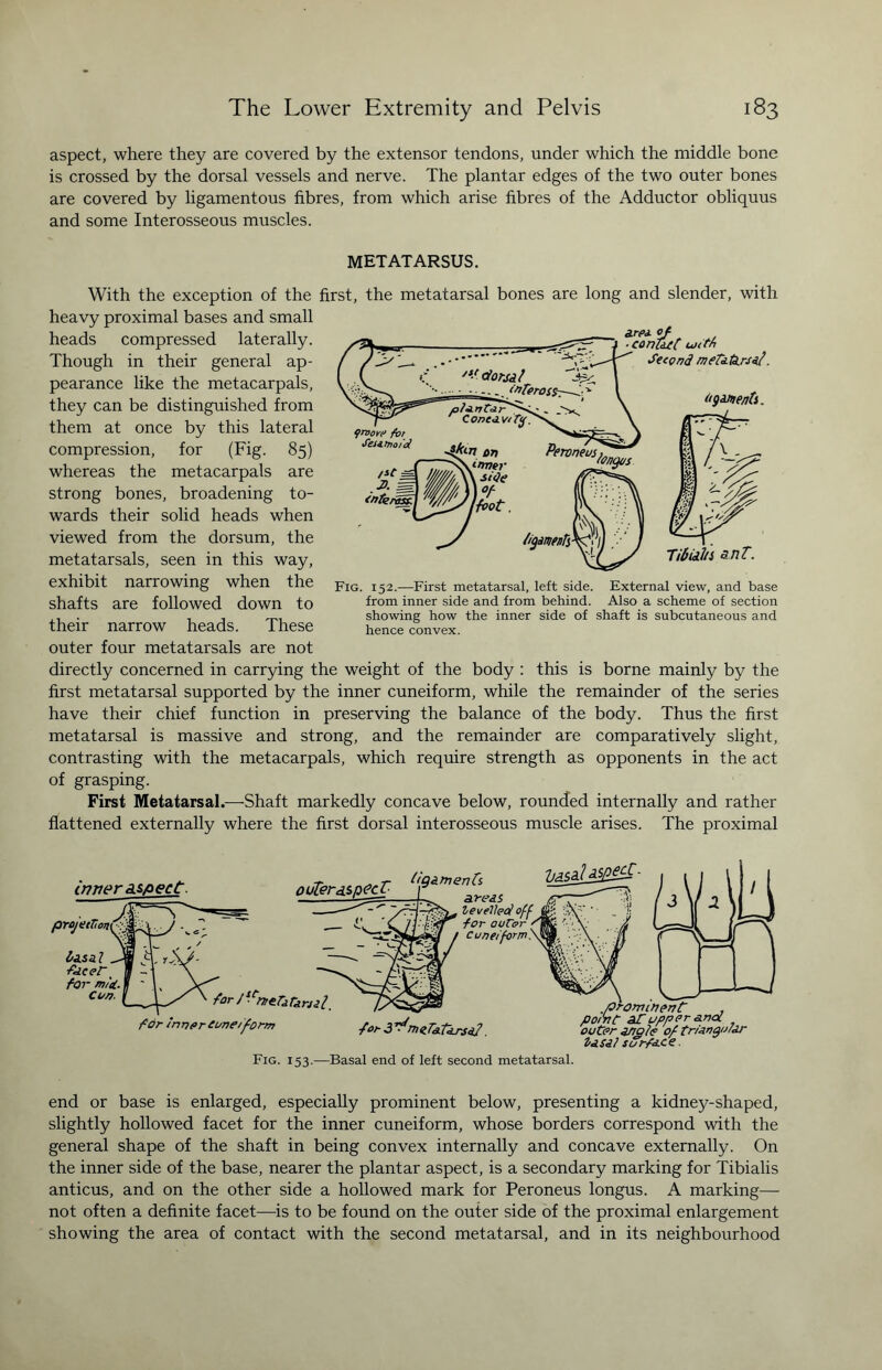 aspect, where they are covered by the extensor tendons, under which the middle bone is crossed by the dorsal vessels and nerve. The plantar edges of the two outer bones are covered by ligamentous fibres, from which arise fibres of the Adductor obliquus and some Interosseous muscles. METATARSUS. With the exception of the first, the metatarsal bones are long and slender, with heavy proximal bases and small heads compressed laterally. Though in their general ap¬ pearance like the metacarpals, they can be distinguished from them at once by this lateral compression, for (Fig. 85) whereas the metacarpals are strong bones, broadening to¬ wards their solid heads when viewed from the dorsum, the metatarsals, seen in this way, exhibit narrowing when the shafts are followed down to their narrow heads. These outer four metatarsals are not directly concerned in carrying the weight of the body : this is borne mainly by the first metatarsal supported by the inner cuneiform, while the remainder of the series have their chief function in preserving the balance of the body. Thus the first metatarsal is massive and strong, and the remainder are comparatively slight, contrasting with the metacarpals, which require strength as opponents in the act of grasping. First Metatarsal.—-Shaft markedly concave below, rounded internally and rather flattened externally where the first dorsal interosseous muscle arises. The proximal Fig. 152.—First metatarsal, left side. External view, and base from inner side and from behind. Also a scheme of section showing how the inner side of shaft is subcutaneous and hence convex. inner aspect. projutVon &zsa.l facet t for mice. Co/?. outer aspect ligament tor J^ner^rjil for inner cuneiform areas levelled off ■for outer ' Cuneiform ■for 3 ^meT&tarsaf. prominent , point aTupper anal outer angle of triangular lasal surface. Fig. 153.—Basal end of left second metatarsal. end or base is enlarged, especially prominent below, presenting a kidney-shaped, slightly hollowed facet for the inner cuneiform, whose borders correspond with the general shape of the shaft in being convex internally and concave externally. On the inner side of the base, nearer the plantar aspect, is a secondary marking for Tibialis anticus, and on the other side a hollowed mark for Peroneus longus. A marking—- not often a definite facet—is to be found on the outer side of the proximal enlargement showing the area of contact with the second metatarsal, and in its neighbourhood