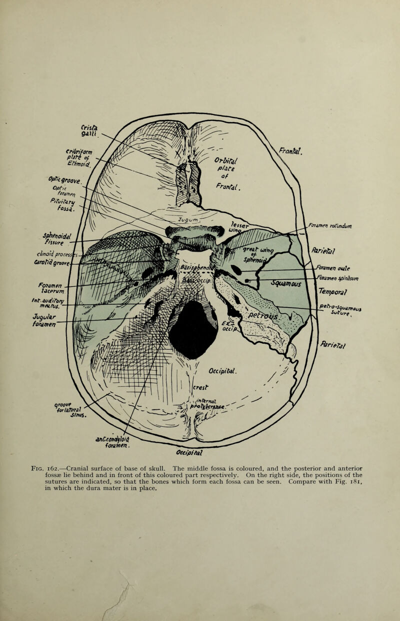 Crisfa 9dlli Cribriform pterf EFfmoici Fronfal' Optic Qroovc OfiCrc fordmpq Pituifaru foia. Sphenoidal fiitorg elm aid process\ Guv fid grooeg. Foramen lacerurn fit. auditory meatus. ~ Jugular foremen’ Foramen roTundum far/ehl Foramen ovale Foramen spindsum Temporal Pfb-o-Squamaua 5utur~e fttrieTj/ groove for lateral J/nus. anlirondffoid foramen. Occipital Fig. 162.—Cranial surface of base of skull. The middle fossa is coloured, and the posterior and anterior fossae lie behind and in front of this coloured part respectively. On the right side, the positions of the sutures are indicated, so that the bones which form each fossa can be seen. Compare with Fig. 181, in which the dura mater is in place.