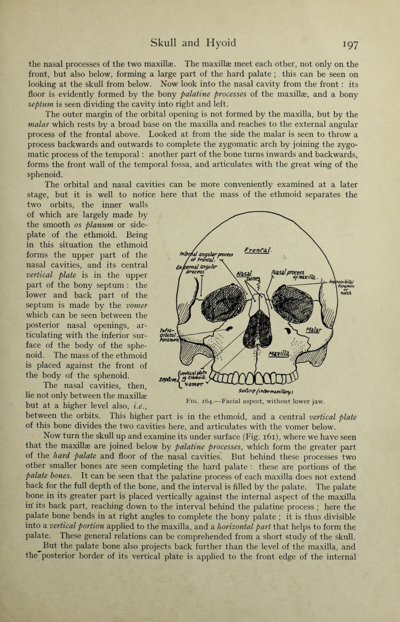 the nasal processes of the two maxillae. The maxillae meet each other, not only on the front, but also below, forming a large part of the hard palate ; this can be seen on looking at the skull from below. Now look into the nasal cavity from the front : its floor is evidently formed by the bony palatine processes of the maxillae, and a bony septum is seen dividing the cavity into right and left. The outer margin of the orbital opening is not formed by the maxilla, but by the malar which rests by a broad base on the maxilla and reaches to the external angular process of the frontal above. Looked at from the side the malar is seen to throw a process backwards and outwards to complete the zygomatic arch by joining the zygo¬ matic process of the temporal: another part of the bone turns inwards and backwards, forms the front wall of the temporal fossa, and articulates with the great wing of the sphenoid. The orbital and nasal cavities can be more conveniently examined at a later stage, but it is well to notice here that the mass of the ethmoid separates the two orbits, the inner walls of which are largely made by the smooth os planum or side- plate of the ethmoid. Being in this situation the ethmoid forms the upper part of the nasal cavities, and its central vertical plate is in the upper part of the bony septum : the lower and back part of the septum is made by the vomer which can be seen between the posterior nasal openings, ar¬ ticulating with the inferior sur¬ face of the body of the sphe¬ noid. The mass of the ethmoid is placed against the front of the body of the sphenoid. The nasal cavities, then, lie not only between the maxillae but at a higher level also, i.e., between the orbits. This higher part is in the ethmoid, and a central vertical plate of this bone divides the two cavities here, and articulates with the vomer below. Now turn the skull up and examine its under surface (Fig. 161), where we have seen that the maxillae are joined below by palatine processes, which form the greater part of the hard palate and floor of the nasal cavities. But behind these processes two other smaller bones are seen completing the hard palate : these are portions of the palate bones. It can be seen that the palatine process of each maxilla does not extend back for the full depth of the bone, and the interval is filled by the palate. The palate bone in its greater part is placed vertically against the internal aspect of the maxilla irf its back part, reaching down to the interval behind the palatine process ; here the palate bone bends in at right angles to complete the bony palate ; it is thus divisible into a vertical portion applied to the maxilla, and a horizontal part that helps to form the palate. These general relations can be comprehended from a short study of the skull. But the palate bone also projects back further than the level of the maxilla, and the posterior border of its vertical plate is applied to the front edge of the internal