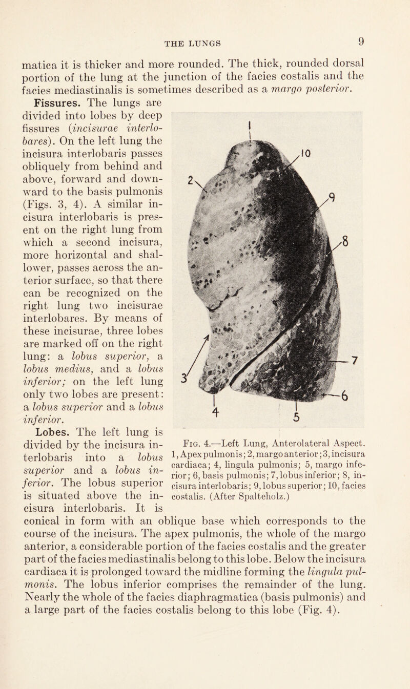 matica it is thicker and more rounded. The thick, rounded dorsal portion of the lung at the junction of the facies costalis and the facies mediastinalis is sometimes described as a margo posterior. Fissures. The lungs are divided into lobes by deep fissures (incisurae interlo¬ bar es). On the left lung the incisura interlobaris passes obliquely from behind and above, forward and down¬ ward to the basis pulmonis (Figs. 3, 4). A similar in¬ cisura interlobaris is pres¬ ent on the right lung from which a second incisura, more horizontal and shal¬ lower, passes across the an¬ terior surface, so that there can be recognized on the right lung two incisurae interlobares. By means of these incisurae, three lobes are marked off on the right lung: a lobus superior, a lobus medius, and a lobus inferior; on the left lung only two lobes are present: a lobus superior and a lobus inferior. ^ Lobes. The left lung is divided by the incisura in- Fig. 4.—Left Lung, Anterolateral Aspect, terlobaris into a lobus 1 > Apex pulmonis; 2, margo anterior; 3, incisura superior and a lobus m- rior; 6, bks pulmonis; 7, lobus inferior; 8, in- ferior. ihe lobus superior cisura interlobaris; 9, lobus superior; 10, facies is situated above the in- costalis. (After Spalteholz.) cisura interlobaris. It is conical in form with an oblique base which corresponds to the course of the incisura. The apex pulmonis, the whole of the margo anterior, a considerable portion of the facies costalis and the greater part of the facies mediastinalis belong to this lobe. Below the incisura cardiaca it is prolonged toward the midline forming the lingula pul¬ monis. The lobus inferior comprises the remainder of the lung. Nearly the whole of the facies diaphragmatica (basis pulmonis) and a large part of the facies costalis belong to this lobe (Fig. 4).