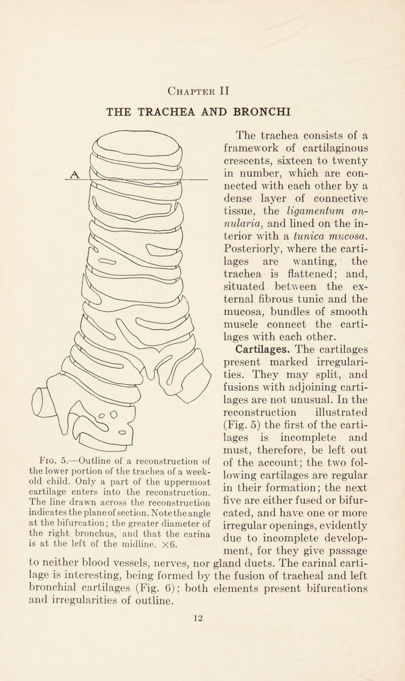 Chapter II THE TRACHEA AND BRONCHI Fig. 5.—Outline of a reconstruction of the lower portion of the trachea of a week- old child. Only a part of the uppermost cartilage enters into the reconstruction. The line drawn across the reconstruction indicates the plane of section. Note the angle at the bifurcation; the greater diameter of the right bronchus, and that the carina is at the left of the midline. X6. to neither blood vessels, nerves, nor lage is interesting, being formed by bronchial cartilages (Fig. 6); both and irregularities of outline. The trachea consists of a framework of cartilaginous crescents, sixteen to twenty in number, which are con¬ nected with each other by a dense layer of connective tissue, the ligamentum an- nularia, and lined on the in¬ terior with a tunica mucosa. Posteriorly, where the carti¬ lages are wanting, the trachea is flattened; and, situated between the ex¬ ternal fibrous tunic and the mucosa, bundles of smooth muscle connect the carti¬ lages with each other. Cartilages. The cartilages present marked irregulari¬ ties. They may split, and fusions with adjoining carti¬ lages are not unusual. In the reconstruction illustrated (Fig. 5) the first of the carti¬ lages is incomplete and must, therefore, be left out of the account; the two fol¬ lowing cartilages are regular in their formation; the next five are either fused or bifur¬ cated, and have one or more irregular openings, evidently due to incomplete develop¬ ment, for they give passage gland ducts. The carinal carti- the fusion of tracheal and left elements present bifurcations