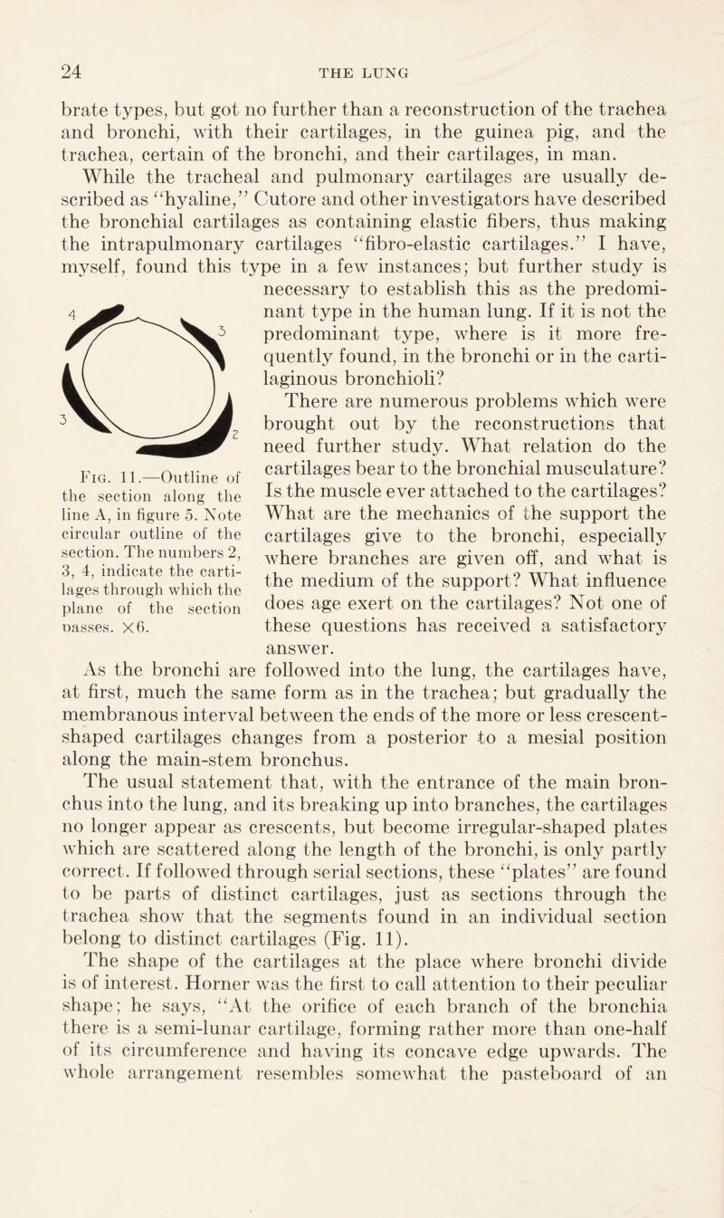 brate types, but got no further than a reconstruction of the trachea and bronchi, with their cartilages, in the guinea pig, and the trachea, certain of the bronchi, and their cartilages, in man. While the tracheal and pulmonary cartilages are usually de¬ scribed as “hyaline,” Cutore and other investigators have described the bronchial cartilages as containing elastic fibers, thus making the intrapulmonary cartilages “fibro-elastic cartilages.” I have, myself, found this type in a few instances; but further study is necessary to establish this as the predomi¬ nant type in the human lung. If it is not the predominant type, where is it more fre¬ quently found, in the bronchi or in the carti¬ laginous bronchioli? There are numerous problems which were brought out by the reconstructions that need further study. What relation do the cartilages bear to the bronchial musculature? Is the muscle ever attached to the cartilages? What are the mechanics of the support the cartilages give to the bronchi, especially where branches are given off, and what is the medium of the support? What influence does age exert on the cartilages? Not one of these questions has received a satisfactory answer. As the bronchi are followed into the lung, the cartilages have, at first, much the same form as in the trachea; but gradually the membranous interval between the ends of the more or less crescent¬ shaped cartilages changes from a posterior -to a mesial position along the main-stem bronchus. The usual statement that, with the entrance of the main bron¬ chus into the lung, and its breaking up into branches, the cartilages no longer appear as crescents, but become irregular-shaped plates which are scattered along the length of the bronchi, is only partly correct. If followed through serial sections, these “plates” are found to be parts of distinct cartilages, just as sections through the trachea show that the segments found in an individual section belong to distinct cartilages (Fig. 11). The shape of the cartilages at the place where bronchi divide is of interest. Horner was the first to call attention to their peculiar shape; he says, “At the orifice of each branch of the bronchia there is a semi-lunar cartilage, forming rather more than one-half of its circumference and having its concave edge upwards. The whole arrangement resembles somewhat the pasteboard of an Fig. 11.—Outline of the section along the line A, in figure 5. Note circular outline of the section. The numbers 2, 3, 4, indicate the carti¬ lages through which the plane of the section oasses. X6.