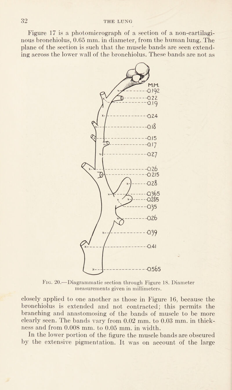 Figure 17 is a photomicrograph of a section of a non-cartilagi- nous bronchiolus, 0.65 mm. in diameter, from the human lung. The plane of the section is such that the muscle bands are seen extend¬ ing across the lower Avail of the bronchiolus. These bands are not as Fig. 20.—Diagrammatic section through Figure 18. Diameter measurements given in millimeters. closely applied to one another as those in Figure 16, because the bronchiolus is extended and not contracted; this permits the branching and anastomosing of the bands of muscle to be more clearly seen. The bands vary from 0.02 mm. to 0.03 mm. in thick¬ ness and from 0.008 mm. to 0.05 mm. in width. In the lower portion of the figure the muscle bands are obscured by the extensive pigmentation. It was on account of the large