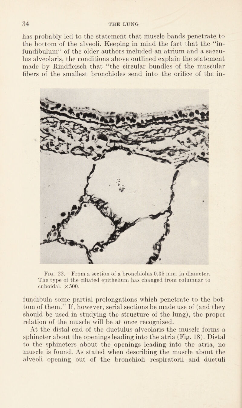 has probably led to the statement that muscle bands penetrate to the bottom of the alveoli. Keeping in mind the fact that the “in¬ fundibulum” of the older authors included an atrium and a saccu- lus alveolaris, the conditions above outlined explain the statement made by Rindfleisch that “the circular bundles of the muscular fibers of the smallest bronchioles send into the orifice of the in- Fig. 22.—From a section of a bronchiolus 0.35 mm. in diameter. The type of the ciliated epithelium has changed from columnar to cuboidal. X500. fundibula some partial prolongations which penetrate to the bot¬ tom of them.” If, however, serial sections be made use of (and they should be used in studying the structure of the lung), the proper relation of the muscle will be at once recognized. At the distal end of the ductulus alveolaris the muscle forms a sphincter about the openings leading into the atria (Fig. 18). Distal to the sphincters about the openings leading into the atria, no muscle is found. As stated when describing the muscle about the alveoli opening out of the bronchioli respiratorii and ductuli