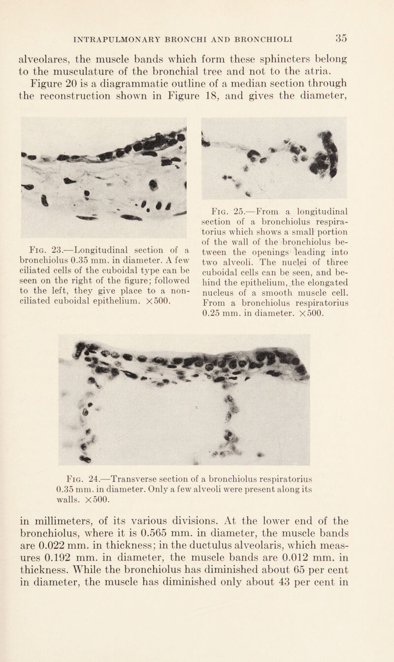 alveolares, the muscle bands which form these sphincters belong to the musculature of the bronchial tree and not to the atria. Figure 20 is a diagrammatic outline of a median section through the reconstruction shown in Figure 18, and gives the diameter, Fig. 23.—Longitudinal section of a bronchiolus 0.35 mm. in diameter. A few ciliated cells of the cuboidal type can be seen on the right of the figure; followed to the left, they give place to a non- ciliated cuboidal epithelium. X500. Fig. 25.—From a longitudinal section of a bronchiolus respira- torius which shows a small portion of the wall of the bronchiolus be¬ tween the openings leading into two alveoli. The nuclei of three cuboidal cells can be seen, and be¬ hind the epithelium, the elongated nucleus of a smooth muscle cell. From a bronchiolus respiratorius 0.25 mm. in diameter. X500. Fig. 24.—Transverse section of a bronchiolus respiratorius 0.35 mm. in diameter. Only a few alveoli were present along its walls. X500. in millimeters, of its various divisions. At the lower end of the bronchiolus, where it is 0.565 mm. in diameter, the muscle bands are 0.022 mm. in thickness; in the ductulus alveolaris, which meas¬ ures 0.192 mm. in diameter, the muscle bands are 0.012 mm. in thickness. While the bronchiolus has diminished about 65 per cent in diameter, the muscle has diminished only about 43 per cent in