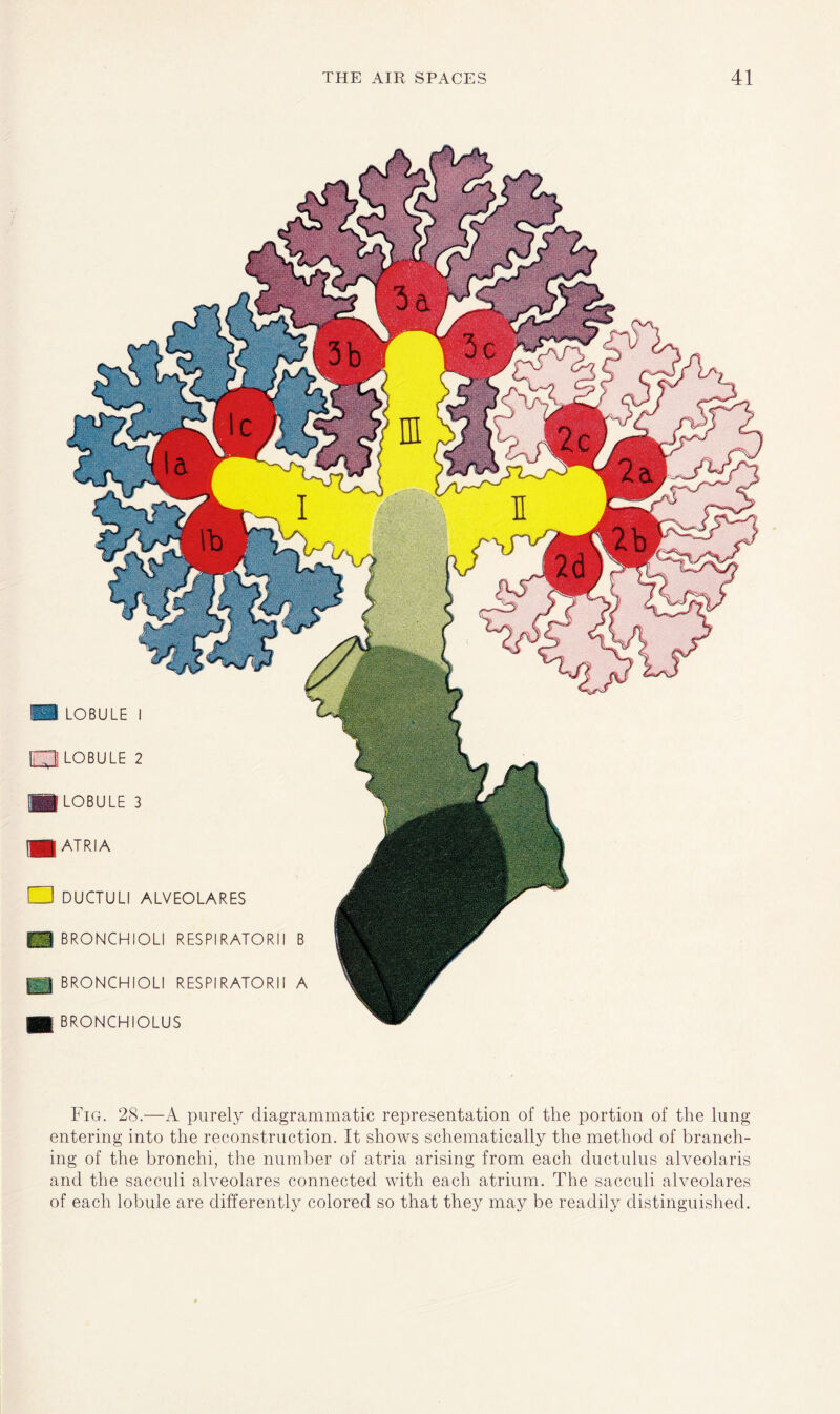 ■ LOBULE I LOBULE 2 ■ LOBULE 3 ATRIA □ DUCTULI ALVEOLARES BRONCHIOLI RESPIRATORII B BRONCHIOLI RESPI RATORI I A BRONCHIOLUS Fig. 28.—A purely diagrammatic representation of the portion of the lung entering into the reconstruction. It shows schematically the method of branch¬ ing of the bronchi, the number of atria arising from each ductulus alveolaris and the sacculi alveolares connected with each atrium. The sacculi alveolares of each lobule are differently colored so that they may be readily distinguished.