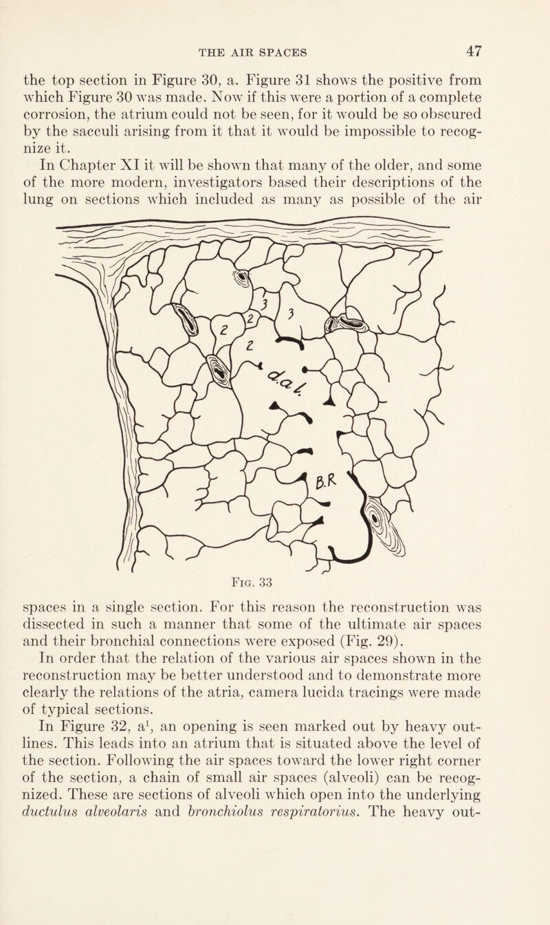 the top section in Figure 30, a. Figure 31 shows the positive from which Figure 30 was made. Now if this were a portion of a complete corrosion, the atrium could not be seen, for it would be so obscured by the sacculi arising from it that it would be impossible to recog¬ nize it. In Chapter XI it will be shown that many of the older, and some of the more modern, investigators based their descriptions of the lung on sections which included as many as possible of the air spaces in a single section. For this reason the reconstruction was dissected in such a manner that some of the ultimate air spaces and their bronchial connections were exposed (Fig. 29). In order that the relation of the various air spaces shown in the reconstruction may be better understood and to demonstrate more clearly the relations of the atria, camera lucida tracings were made of typical sections. In Figure 32, a1, an opening is seen marked out by heavy out¬ lines. This leads into an atrium that is situated above the level of the section. Following the air spaces toward the lower right corner of the section, a chain of small air spaces (alveoli) can be recog¬ nized. These are sections of alveoli which open into the underlying ductulus alveolaris and bronchiolus respiratorius. The heavy out-