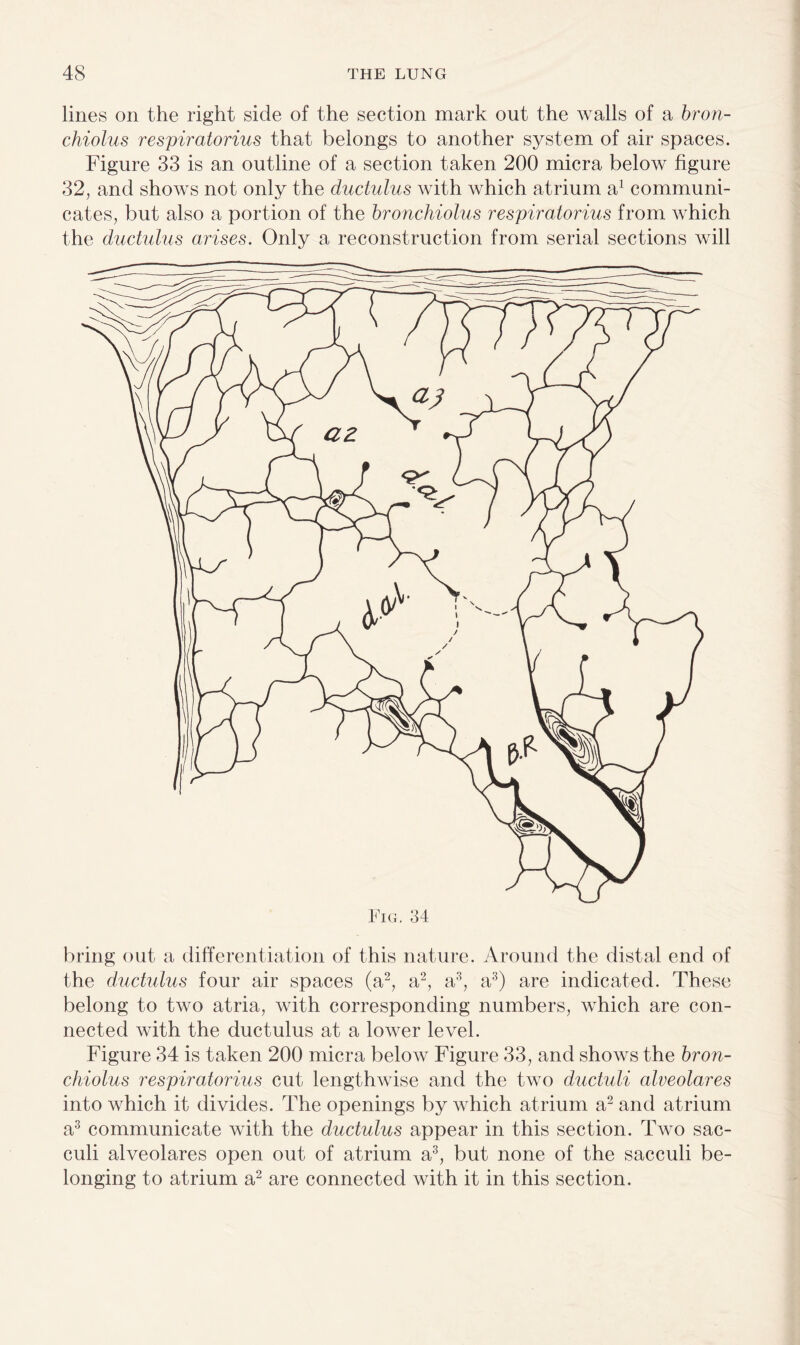 lines on the right side of the section mark out the walls of a bron- chiolus respiratorius that belongs to another system of air spaces. Figure 33 is an outline of a section taken 200 micra below figure 32, and shows not only the ductulus with which atrium a1 communi¬ cates, but also a portion of the bronchiolus respiratorius from which the ductulus arises. Only a reconstruction from serial sections will bring out a differentiation of this nature. Around the distal end of the ductulus four air spaces (a2, a2, a3, a3) are indicated. These belong to two atria, with corresponding numbers, which are con¬ nected with the ductulus at a lower level. Figure 34 is taken 200 micra below Figure 33, and shows the bron¬ chiolus respiratorius cut lengthwise and the two ductuli alveolares into which it divides. The openings by which atrium a2 and atrium a3 communicate with the ductulus appear in this section. Two sac- culi alveolares open out of atrium a3, but none of the sacculi be¬ longing to atrium a2 are connected with it in this section.