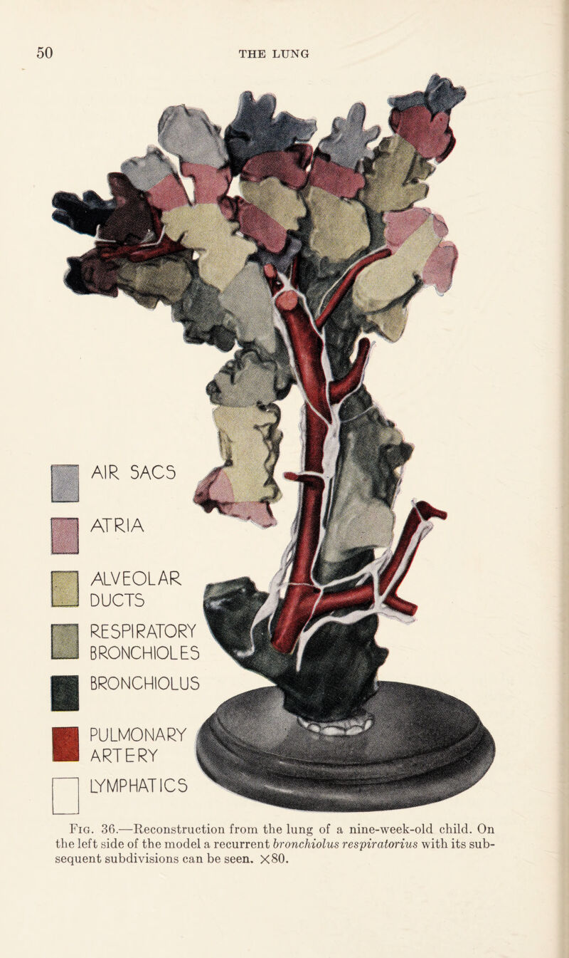 ATRIA PULMONARY ARTERY LYMPHATICS AIR SACS ALVEOLAR DUCTS RESPIRATORY BRONCHIOLES BRONCHIOLUS Fig. 36.—Reconstruction from the lung of a nine-week-old child. On the left side of the model a recurrent bronchiolus respiratorius with its sub¬ sequent subdivisions can be seen. X80.