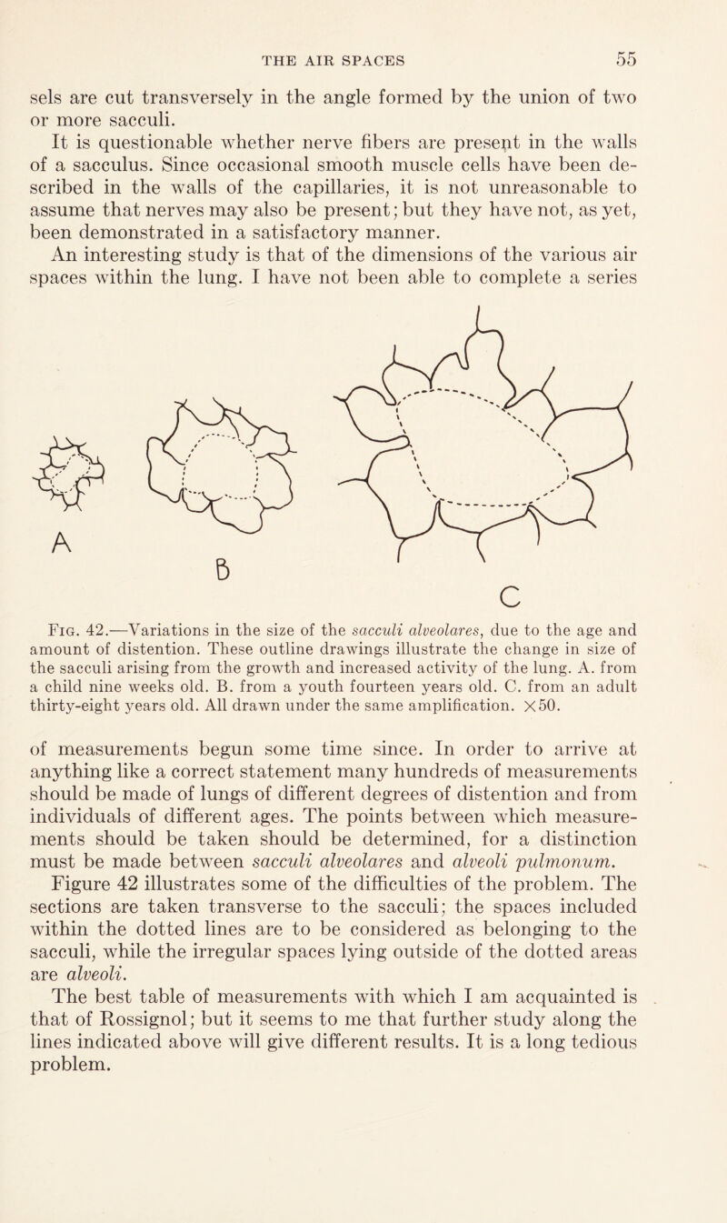 sels are cut transversely in the angle formed by the union of two or more sacculi. It is questionable whether nerve fibers are present in the walls of a sacculus. Since occasional smooth muscle cells have been de¬ scribed in the walls of the capillaries, it is not unreasonable to assume that nerves may also be present; but they have not, as yet, been demonstrated in a satisfactory manner. An interesting study is that of the dimensions of the various air spaces within the lung. I have not been able to complete a series Fig. 42.—Variations in the size of the sacculi alveolares, due to the age and amount of distention. These outline drawings illustrate the change in size of the sacculi arising from the growth and increased activity of the lung. A. from a child nine weeks old. B. from a youth fourteen years old. C. from an adult thirty-eight years old. All drawn under the same amplification. X50. of measurements begun some time since. In order to arrive at anything like a correct statement many hundreds of measurements should be made of lungs of different degrees of distention and from individuals of different ages. The points between which measure¬ ments should be taken should be determined, for a distinction must be made between sacculi alveolares and alveoli pulmonum. Figure 42 illustrates some of the difficulties of the problem. The sections are taken transverse to the sacculi; the spaces included within the dotted lines are to be considered as belonging to the sacculi, while the irregular spaces lying outside of the dotted areas are alveoli. The best table of measurements with which I am acquainted is that of Rossignol; but it seems to me that further study along the lines indicated above will give different results. It is a long tedious problem.