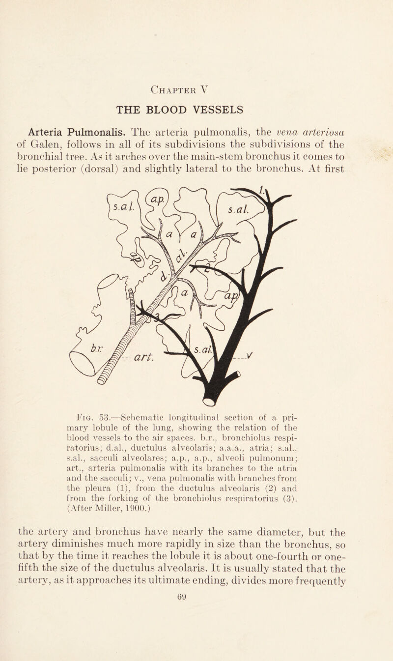 Chapter V THE BLOOD VESSELS Arteria Pulmonalis. The arteria pulmonalis, the vena arteriosa of Galen, follows in all of its subdivisions the subdivisions of the bronchial tree. As it arches over the main-stem bronchus it comes to lie posterior (dorsal) and slightly lateral to the bronchus. At first Fig. 53.—Schematic longitudinal section of a pri¬ mary lobule of the lung, showing the relation of the blood vessels to the air spaces, b.r., bronchiolus respi- ratorius; d.ah, ductulus alveolaris; a.a.a., atria; s.ah, s.ah, sacculi alveolares; a.p., a.p., alveoli pulmonum; art., arteria pulmonalis with its branches to the atria and the sacculi; v., vena pulmonalis with branches from the pleura (1), from the ductulus alveolaris (2) and from the forking of the bronchiolus respiratorius (3). (After Miller, 1900.) the artery and bronchus have nearly the same diameter, but the artery diminishes much more rapidly in size than the bronchus, so that by the time it reaches the lobule it is about one-fourth or one- fifth the size of the ductulus alveolaris. It is usually stated that the artery, as it approaches its ultimate ending, divides more frequently