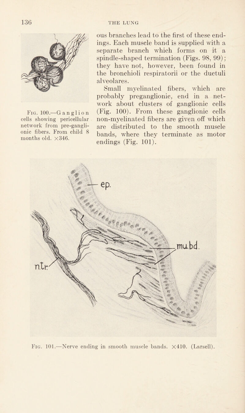 Fig. 100.—G a n g 1 i o n cells showing pericellular network from pre-gangli- onic fibers. From child 8 months old. x346. oils branches lead to the first of these end¬ ings. Each muscle band is supplied with a separate branch which forms on it a spindle-shaped termination (Figs. 98, 99); they have not, however, been found in the bronchioli respiratorii or the ductuli alveolares. Small myelinated fibers, which are probably preganglionic, end in a net¬ work about clusters of ganglionic cells (Fig. 100). From these ganglionic cells non-myelinated fibers are given off which are distributed to the smooth muscle bands, where they terminate as motor endings (Fig. 101). Fig. 101.—Nerve ending in smooth muscle bands. X410. (Larsell).