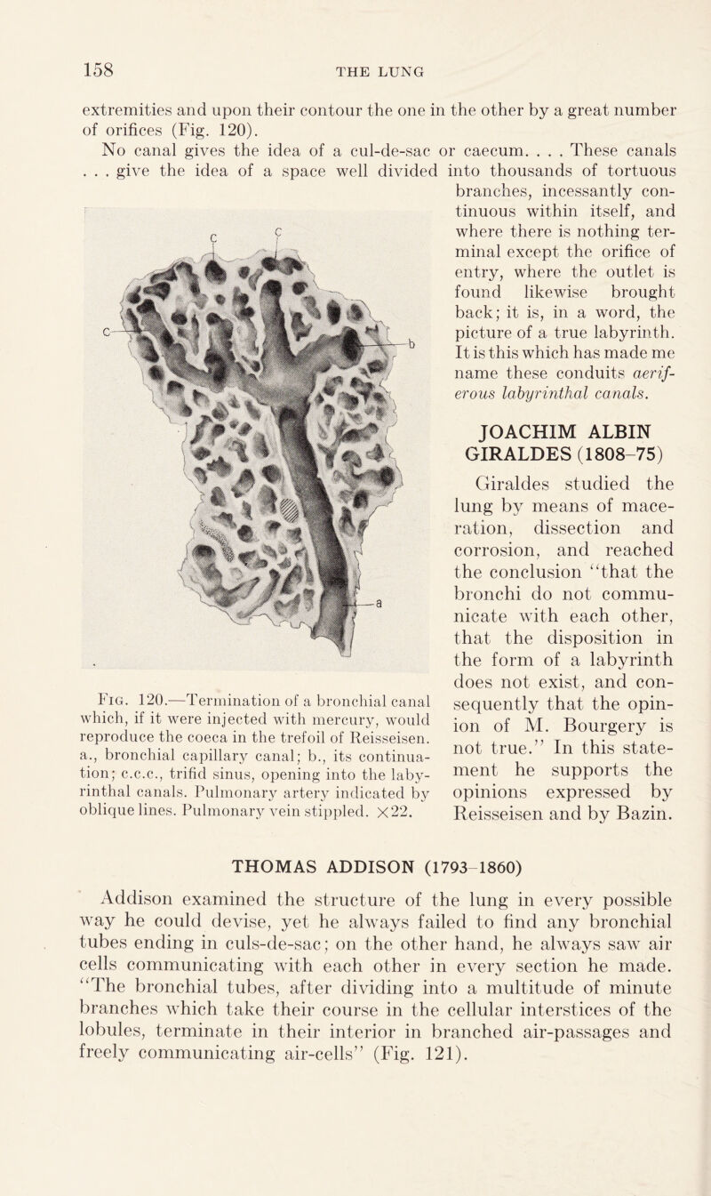 extremities and upon their contour the one in the other by a great number of orifices (Fig. 120). No canal gives the idea of a cul-de-sac or caecum. . . . These canals . . . give the idea of a space well divided into thousands of tortuous branches, incessantly con¬ tinuous within itself, and where there is nothing ter¬ minal except the orifice of entry, where the outlet is found likewise brought back; it is, in a word, the picture of a true labyrinth. It is this which has made me name these conduits aerif- erous labyrinthal canals. Fig. 120.—Termination of a bronchial canal which, if it were injected with mercury, would reproduce the coeca in the trefoil of Reisseisen. a., bronchial capillary canal; b., its continua¬ tion; c.c.c., trifid sinus, opening into the laby¬ rinthal canals. Pulmonary artery indicated by oblique lines. Pulmonary vein stippled. X22. JOACHIM ALBIN GIRALDES (1808-75) Giraldes studied the lung by means of mace¬ ration, dissection and corrosion, and reached the conclusion “that the bronchi do not commu¬ nicate with each other, that the disposition in the form of a labyrinth does not exist, and con¬ sequently that the opin¬ ion of M. Bourgery is not true.” In this state¬ ment he supports the opinions expressed by Reisseisen and by Bazin. THOMAS ADDISON (1793-1860) Addison examined the structure of the lung in every possible way he could devise, yet he always failed to find any bronchial tubes ending in culs-de-sac; on the other hand, he always saw air cells communicating with each other in every section he made. “The bronchial tubes, after dividing into a multitude of minute branches which take their course in the cellular interstices of the lobules, terminate in their interior in branched air-passages and freely communicating air-cells” (Fig. 121).