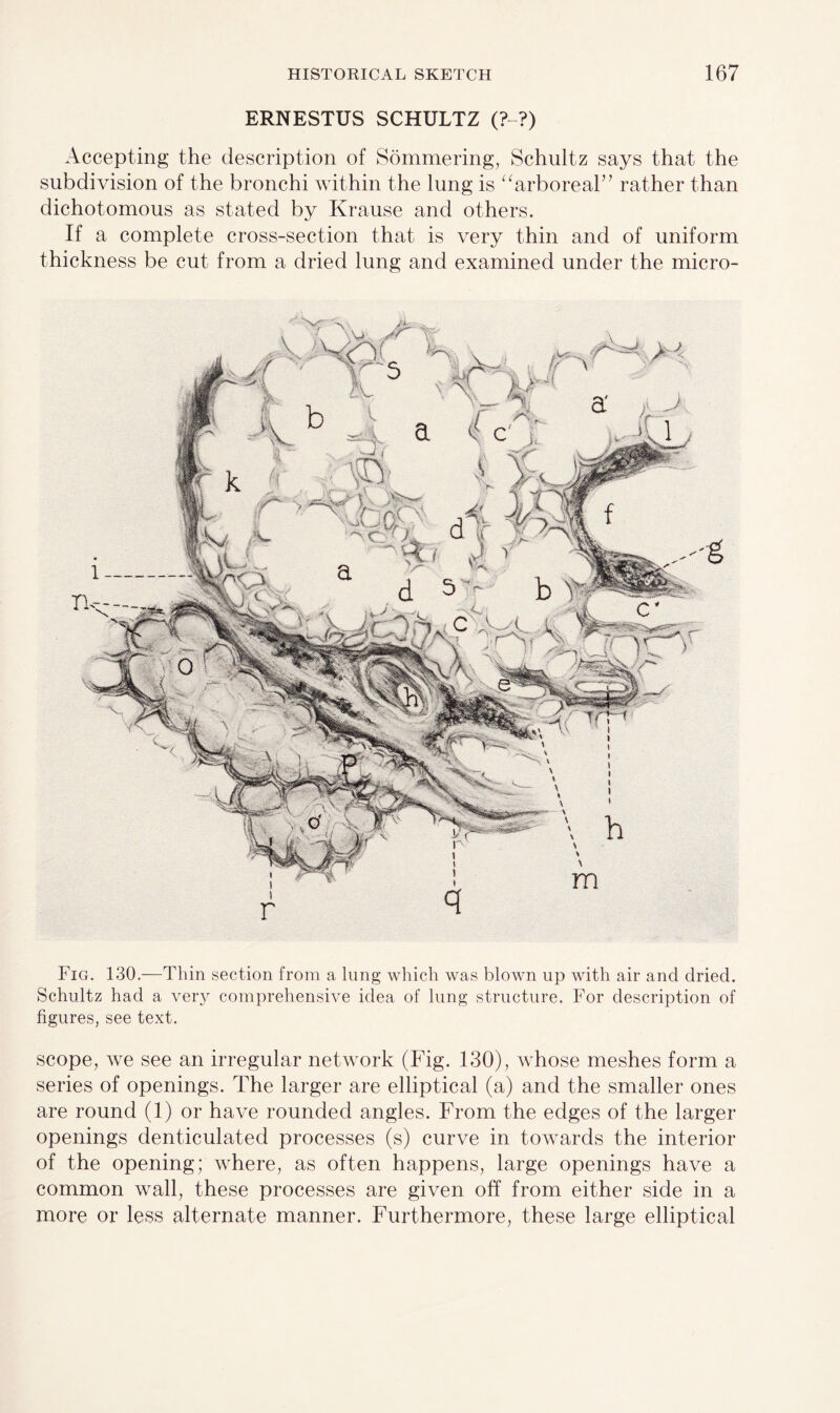 ERNESTUS SCHULTZ (?-?) Accepting the description of Sommering, Schultz says that the subdivision of the bronchi within the lung is “arboreal” rather than dichotomous as stated by Krause and others. If a complete cross-section that is very thin and of uniform thickness be cut from a dried lung and examined under the micro- Fig. 130.—Thin section from a lung which was blown up with air and dried. Schultz had a ver}^ comprehensive idea of lung structure. For description of figures, see text. scope, we see an irregular network (Fig. 130), whose meshes form a series of openings. The larger are elliptical (a) and the smaller ones are round (1) or have rounded angles. From the edges of the larger openings denticulated processes (s) curve in towards the interior of the opening; where, as often happens, large openings have a common wall, these processes are given off from either side in a more or less alternate manner. Furthermore, these large elliptical