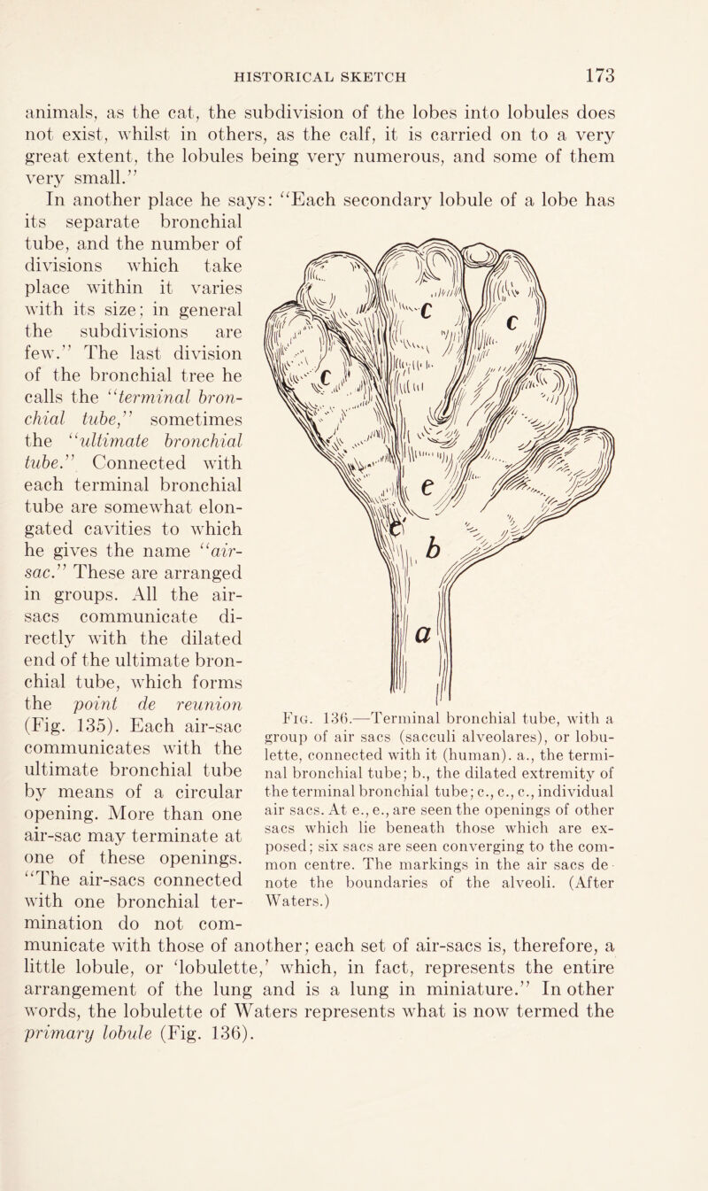 animals, as the cat, the subdivision of the lobes into lobules does not exist, whilst in others, as the calf, it is carried on to a very great extent, the lobules being very numerous, and some of them very small.” In another place he says: “Each secondary lobule of a lobe has its separate bronchial tube, and the number of divisions which take place within it varies with its size; in general the subdivisions are few.” The last division of the bronchial tree he calls the “terminal bron¬ chial tube,’ ’ sometimes the “ultimate bronchial tube. Connected with each terminal bronchial tube are somewhat elon¬ gated cavities to which he gives the name “air- sac. ” These are arranged in groups. All the air- sacs communicate di¬ rectly with the dilated end of the ultimate bron¬ chial tube, which forms the point de reunion (Fig. 135). Each air-sac communicates with the ultimate bronchial tube by means of a circular opening. More than one air-sac may terminate at one of these openings. “The air-sacs connected with one bronchial ter¬ mination do not com¬ municate with those of another; each set of air-sacs is, therefore, a little lobule, or ‘lobulette/ which, in fact, represents the entire arrangement of the lung and is a lung in miniature.” In other words, the lobulette of Waters represents what is now termed the primary lobule (Fig. 136). Fig. 136.—Terminal bronchial tube, with a group of air sacs (sacculi alveolares), or lobu¬ lette, connected with it (human), a., the termi¬ nal bronchial tube; b., the dilated extremity of the terminal bronchial tube; c., c., c., individual air sacs. At e., e., are seen the openings of other sacs which lie beneath those which are ex¬ posed; six sacs are seen converging to the com¬ mon centre. The markings in the air sacs de note the boundaries of the alveoli. (After Waters.)