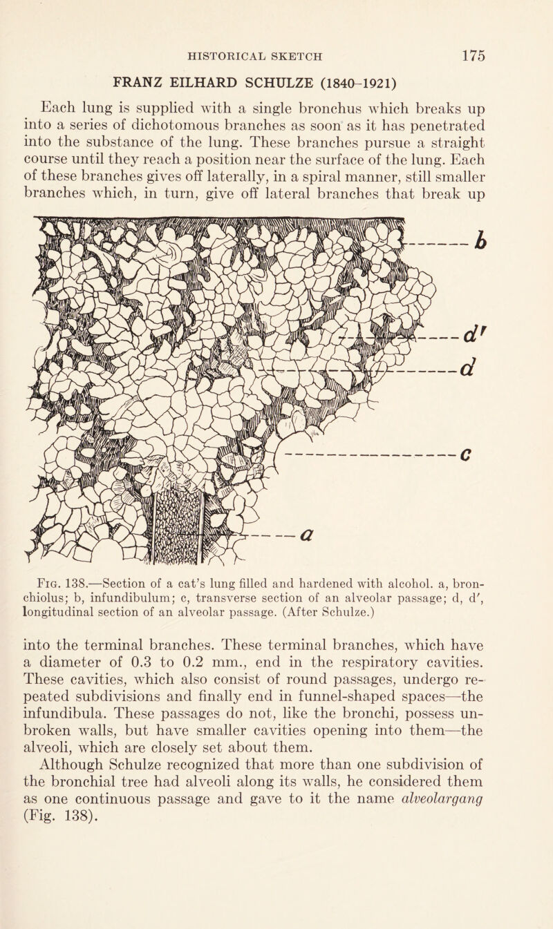 FRANZ EILHARD SCHULZE (1840-1921) Each lung is supplied with a single bronchus which breaks up into a series of dichotomous branches as soon as it has penetrated into the substance of the lung. These branches pursue a straight course until they reach a position near the surface of the lung. Each of these branches gives off laterally, in a spiral manner, still smaller branches which, in turn, give off lateral branches that break up Fig. 138.—Section of a cat’s lung filled and hardened with alcohol, a, bron- chiolus; b, infundibulum; c, transverse section of an alveolar passage; d, d', longitudinal section of an alveolar passage. (After Schulze.) into the terminal branches. These terminal branches, which have a diameter of 0.3 to 0.2 mm., end in the respiratory cavities. These cavities, which also consist of round passages, undergo re¬ peated subdivisions and finally end in funnel-shaped spaces—the infundibula. These passages do not, like the bronchi, possess un¬ broken walls, but have smaller cavities opening into them—the alveoli, which are closely set about them. Although Schulze recognized that more than one subdivision of the bronchial tree had alveoli along its walls, he considered them as one continuous passage and gave to it the name alveolargang (Fig. 138).