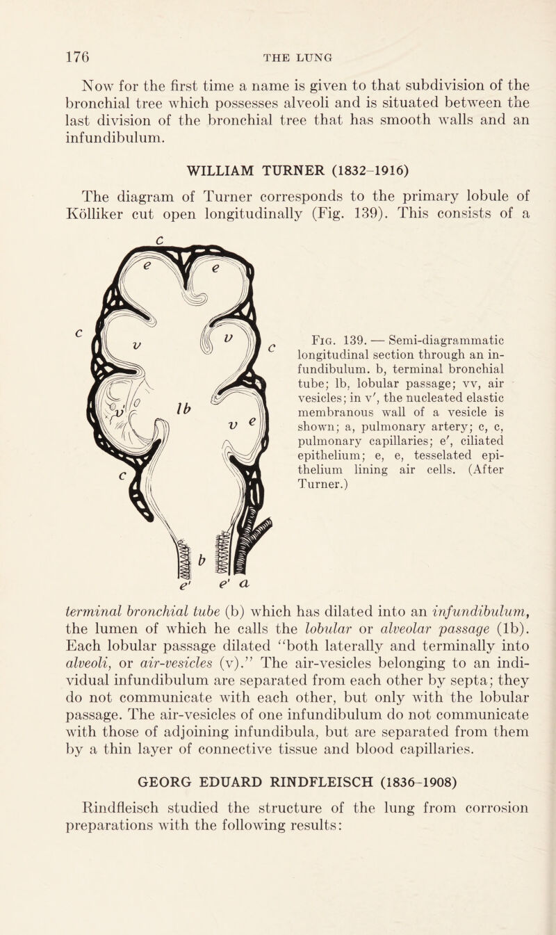 Now for the first time a name is given to that subdivision of the bronchial tree which possesses alveoli and is situated between the last division of the bronchial tree that has smooth walls and an infundibulum. WILLIAM TURNER (1832-1916) The diagram of Turner corresponds to the primary lobule of Kolliker cut open longitudinally (Fig. 139). This consists of a Fig. 139. — Semi-diagrammatic longitudinal section through an in¬ fundibulum. b, terminal bronchial tube; lb, lobular passage; vv, air vesicles; in v', the nucleated elastic membranous wall of a vesicle is shown; a, pulmonary artery; c, c, pulmonary capillaries; e', ciliated epithelium; e, e, tesselated epi¬ thelium lining air cells. (After Turner.) terminal bronchial tube (b) which has dilated into an infundibulum, the lumen of which he calls the lobular or alveolar passage (lb). Each lobular passage dilated “both laterally and terminally into alveoli, or air-vesicles (v).” The air-vesicles belonging to an indi¬ vidual infundibulum are separated from each other by septa; they do not communicate with each other, but only with the lobular passage. The air-vesicles of one infundibulum do not communicate with those of adjoining infundibula, but are separated from them by a thin layer of connective tissue and blood capillaries. GEORG EDUARD RINDFLEISCH (1836-1908) Rindfleisch studied the structure of the lung from corrosion preparations with the following results: