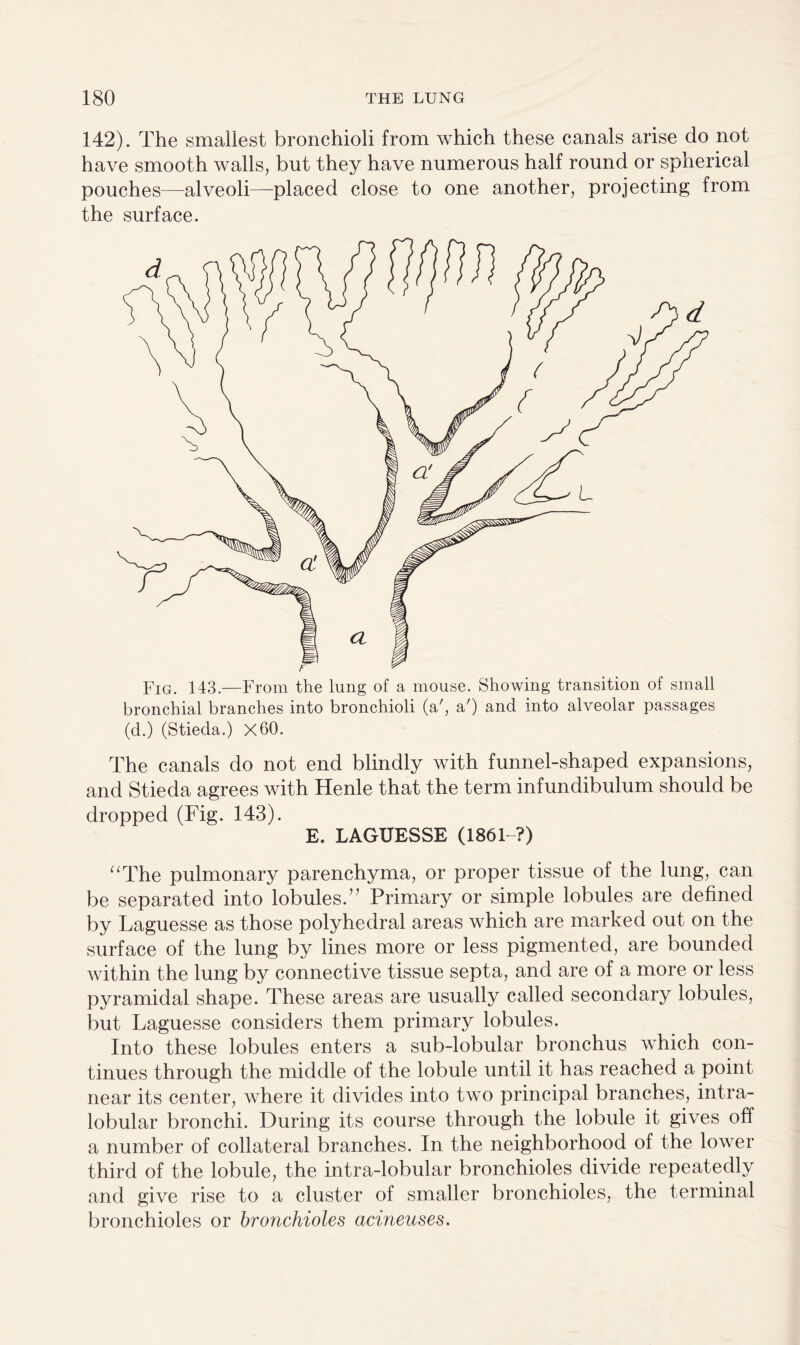 142). The smallest bronchioli from which these canals arise do not have smooth walls, but they have numerous half round or spherical pouches—alveoli—placed close to one another, projecting from the surface. Fig. 143.—From the lung of a mouse. Showing transition of small bronchial branches into bronchioli (a', a') and into alveolar passages (d.) (Stieda.) X60. The canals do not end blindly with funnel-shaped expansions, and Stieda agrees with Henle that the term infundibulum should be dropped (Fig. 143). E. LAGUESSE (1861-?) “The pulmonary parenchyma, or proper tissue of the lung, can be separated into lobules.” Primary or simple lobules are defined by Laguesse as those polyhedral areas which are marked out on the surface of the lung by lines more or less pigmented, are bounded within the lung by connective tissue septa, and are of a more or less pyramidal shape. These areas are usually called secondary lobules, but Laguesse considers them primary lobules. Into these lobules enters a sub-lobular bronchus which con¬ tinues through the middle of the lobule until it has reached a point near its center, where it divides into two principal branches, intra¬ lobular bronchi. During its course through the lobule it gives off a number of collateral branches. In the neighborhood of the lower third of the lobule, the intra-lobular bronchioles divide repeatedly and give rise to a cluster of smaller bronchioles, the terminal bronchioles or bronchioles acineuses.