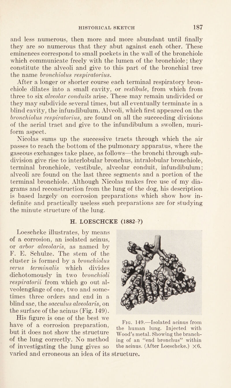 and less numerous, then more and more abundant until finally they are so numerous that they abut against each other. These eminences correspond to small pockets in the wall of the bronchiole which communicate freely with the lumen of the bronchiole; they constitute the alveoli and give to this part of the bronchial tree the name bronchiolus respiratorius. After a longer or shorter course each terminal respiratory bron¬ chiole dilates into a small cavity, or vestibule, from which from three to six alveolar conduits arise. These may remain undivided or they may subdivide several times, but all eventually terminate in a blind cavity, the infundibulum. Alveoli, which first appeared on the bronchiolus respiratorius, are found on all the succeeding divisions of the aerial tract and give to the infundibulum a swollen, muri- form aspect. Nicolas sums up the successive tracts through which the air passes to reach the bottom of the pulmonary apparatus, where the gaseous exchanges take place, as follows—the bronchi through sub¬ division give rise to interlobular bronchus, intralobular bronchiole, terminal bronchiole, vestibule, alveolar conduit, infundibulum; alveoli are found on the last three segments and a portion of the terminal bronchiole. Although Nicolas makes free use of my dia¬ grams and reconstruction from the lung of the dog, his description is based largely on corrosion preparations which show how in¬ definite and practically useless such preparations are for studying the minute structure of the lung. H, LOESCHCKE (1882 ?) Loeschcke illustrates, by means of a corrosion, an isolated acinus, or arbor alveolaris, as named by F. E. Schulze. The stem of the cluster is formed by a bronchiolus verus terminalis which divides dichotomously in two bronchioli respiratorii from which go out al- veolengange of one, two and some¬ times three orders and end in a blind sac, the sacculus alveolaris, on the surface of the acinus (Fig. 149). His figure is one of the best we have of a corrosion preparation, but it does not show the structure of the lung correctly. No method of investigating the lung gives so Fig. 149.—Isolated acinus from the human lung. Injected with Wood’s metal. Showing the branch¬ ing of an “end bronchus” within the acinus. (After Loeschcke.) Xh. varied and erroneous an idea of its structure.