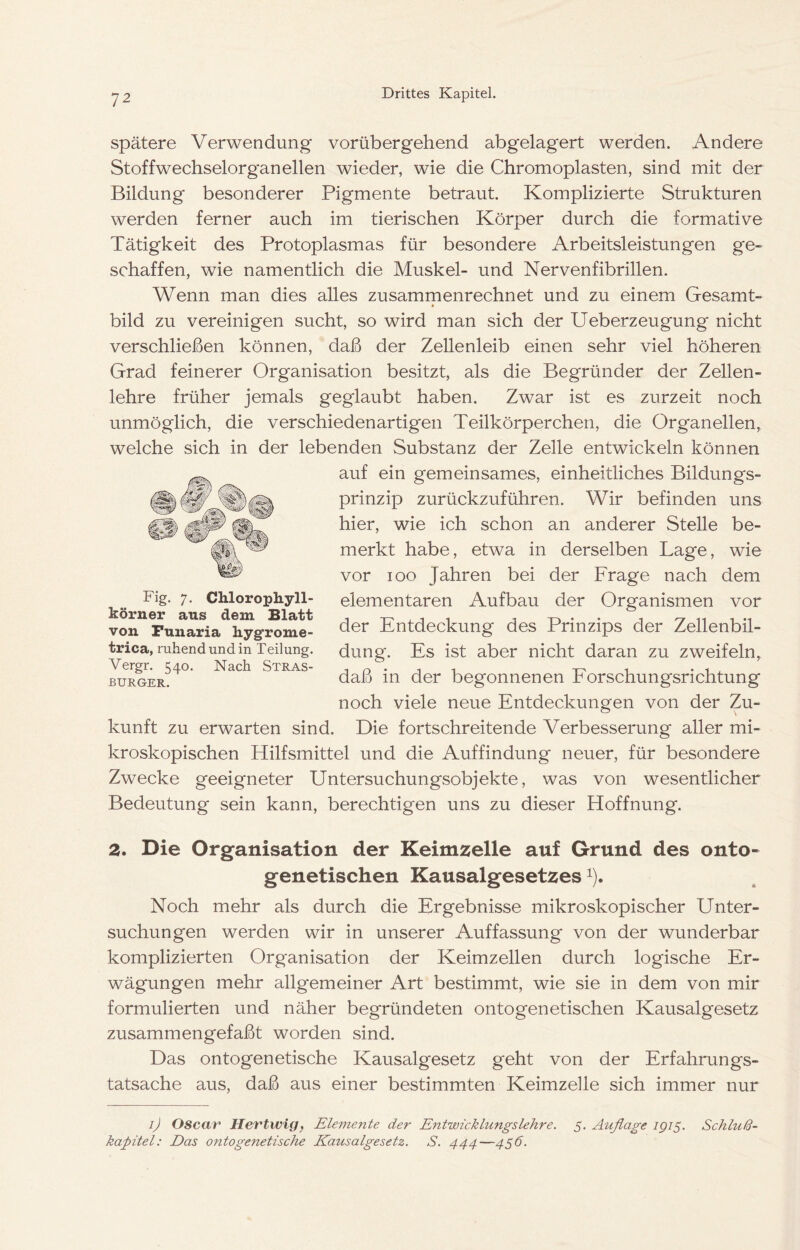 Spätere Verwendung vorübergehend abgelagert werden. Andere Stoffwechselorgan eilen wieder, wie die Chromopiasten, sind mit der Bildung besonderer Pigmente betraut. Komplizierte Strukturen werden ferner auch im tierischen Körper durch die formative Tätigkeit des Protoplasmas für besondere Arbeitsleistungen ge- schaffen, wie namentlich die Muskel- und Nervenfibrillen. Wenn man dies alles zusammenrechnet und zu einem Gesa.mt- bild zu vereinigen sucht, so wird man sich der Ueberzeugung nicht verschließen können, daß der Zellenleib einen sehr viel höheren Grad feinerer Organisation besitzt, als die Begründer der Zellen- lehre früher jemals geglaubt haben. Zwar ist es zurzeit noch unmöglich, die verschiedenartigen Teilkörperchen, die Organellen, welche sich in der lebenden Substanz der Zelle entwickeln können auf ein gemeinsames, einheitliches Bildungs- prinzip zurückzuführen. Wir befinden uns hier, wie ich schon an anderer Stelle be- merkt habe, etwa in derselben Lage, wie vor loo Jahren bei der Frage nach dem elementaren Aufbau der Organismen vor der Entdeckung des Prinzips der Zellenbil- dung. Es ist aber nicht daran zu zweifeln, daß in der begonnenen Eorschungsrichtung noch viele neue Entdeckungen von der Zu- kunft zu erwarten sind. Die fortschreitende Verbesserung aller mi- kroskopischen Hilfsmittel und die Auffindung neuer, für besondere Zwecke geeigneter Untersuchungsobjekte, was von wesentlicher Bedeutung sein kann, berechtigen uns zu dieser Hoffnung. 2. Die Organisation der Keimzelle auf Grund des onto- genetischen Kausalgesetzes ^). Noch mehr als durch die Ergebnisse mikroskopischer Unter- suchungen werden wir in unserer Auffassung von der wunderbar komplizierten Organisation der Keimzellen durch logische Er- wägungen mehr allgemeiner Art bestimmt, wie sie in dem von mir formulierten und näher begründeten ontogenetischen Kausalgesetz zusammengefaßt worden sind. Das ontogenetische Kausalgesetz geht von der Erfahrungs- tatsache aus, daß aus einer bestimmten Keimzelle sich immer nur ij Oscar Hevtwig, Elemente der Entwicklungslehre. 5. Auflage igi5. Schluß- kapitel: Das ontogenetische Kausalgesetz. S. 444—456. Fig. 7. Chloropliyll- körner aus dem Blatt von Funaria hygrome- trica, ruhend und in Teilung. Vergr. 540. Nach Stras- BURGER.