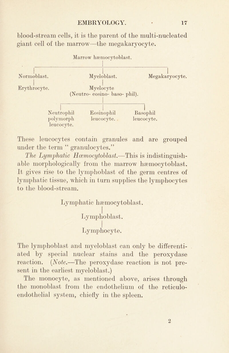 blood-stream cells, it is the parent of the multi-nucleated giant cell of the marrow—the megakaryocyte. Marrow hsemocytoblast. i i I Normoblast. Myeloblast. Megakaryocyte. Erythrocyte. Myelocyte (Neutro- eosino- baso- phil). Neutrophil Eosinophil Basophil polymorph leucocyte. , leucocyte, leucocyte. These leucocytes contain granules and are grouped under the term 44 granulocytes.” The Lymphatic Hcemocytoblast.—This is indistinguish¬ able morphologically from the marrow haemocytoblast. It gives rise to the lymphoblast of the germ centres of lymphatic tissue, which in turn supplies the lymphocytes to the blood-stream. Lymphatic haemocytoblast. Lymphoblast. Lymphocyte. The lymphoblast and myeloblast can only be differenti¬ ated by special nuclear stains and the peroxydase reaction. (Note.—The peroxydase reaction is not pre¬ sent in the earliest myeloblast.) The monocyte, as mentioned above, arises through the monoblast from the endothelium of the reticulo¬ endothelial system, chiefly in the spleen. 2