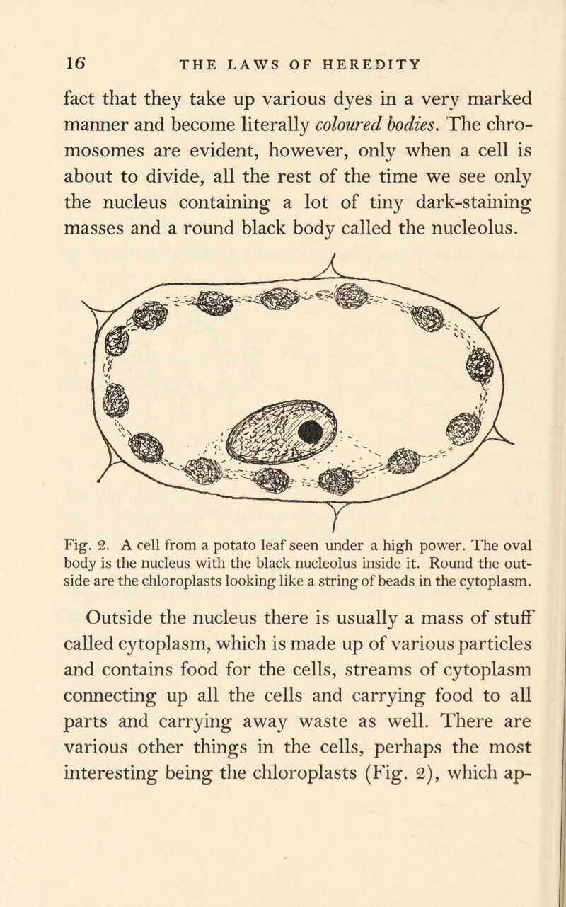 fact that they take up various dyes in a very marked manner and become literally coloured bodies. The chro¬ mosomes are evident, however, only when a cell is about to divide, all the rest of the time we see only the nucleus containing a lot of tiny dark-staining masses and a round black body called the nucleolus. Fig. 2. A cell from a potato leaf seen under a high power. The oval body is the nucleus with the black nucleolus inside it. Round the out¬ side are the chloroplasts looking like a string of beads in the cytoplasm. Outside the nucleus there is usually a mass of stuff called cytoplasm, which is made up of various particles and contains food for the cells, streams of cytoplasm connecting up all the cells and carrying food to all parts and carrying away waste as well. There are various other things in the cells, perhaps the most interesting being the chloroplasts (Fig. 2), which ap-