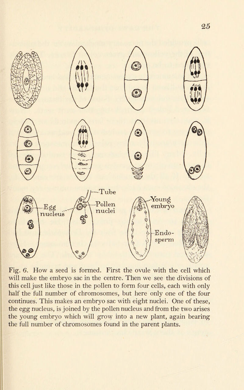 Fig. 6. How a seed is formed. First the ovule with the cell which will make the embryo sac in the centre. Then we see the divisions of this cell just like those in the pollen to form four cells, each with only half the full number of chromosomes, but here only one of the four continues. This makes an embryo sac with eight nuclei. One of these, the egg nucleus, is joined by the pollen nucleus and from the two arises the young embryo which will grow into a new plant, again bearing the full number of chromosomes found in the parent plants.