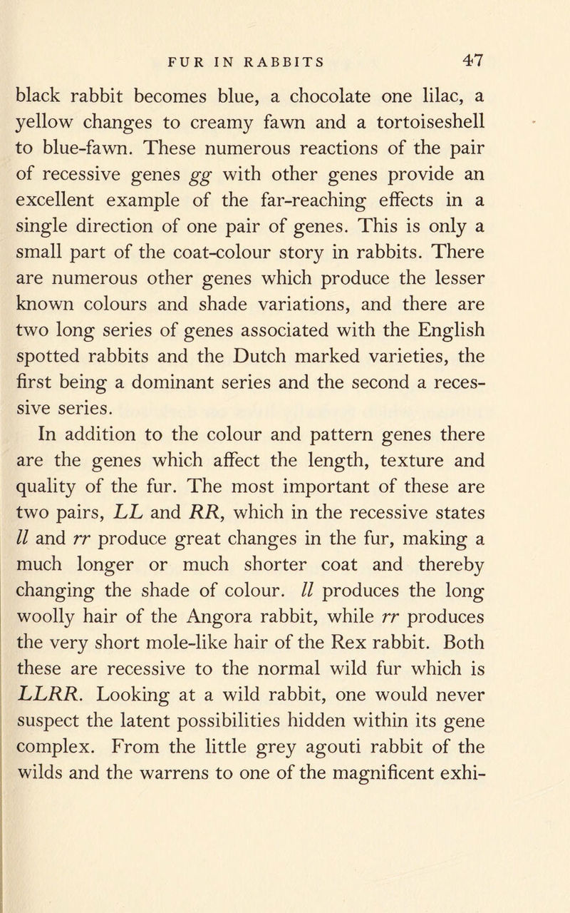 black rabbit becomes blue, a chocolate one lilac, a yellow changes to creamy fawn and a tortoiseshell to blue-fawn. These numerous reactions of the pair of recessive genes gg with other genes provide an excellent example of the far-reaching effects in a single direction of one pair of genes. This is only a small part of the coat-colour story in rabbits. There are numerous other genes which produce the lesser known colours and shade variations, and there are two long series of genes associated with the English spotted rabbits and the Dutch marked varieties, the first being a dominant series and the second a reces¬ sive series. In addition to the colour and pattern genes there are the genes which affect the length, texture and quality of the fur. The most important of these are two pairs, LL and RR, which in the recessive states 11 and rr produce great changes in the fur, making a much longer or much shorter coat and thereby changing the shade of colour. II produces the long woolly hair of the Angora rabbit, while rr produces the very short mole-like hair of the Rex rabbit. Both these are recessive to the normal wild fur which is LLRR. Looking at a wild rabbit, one would never suspect the latent possibilities hidden within its gene complex. From the little grey agouti rabbit of the wilds and the warrens to one of the magnificent exhi-