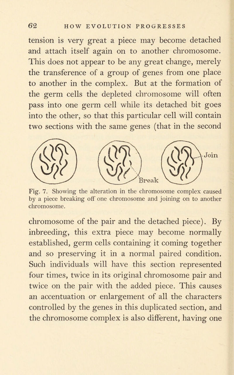 tension is very great a piece may become detached and attach itself again on to another chromosome. This does not appear to be any great change, merely the transference of a group of genes from one place to another in the complex. But at the formation of the germ cells the depleted chromosome will often pass into one germ cell while its detached bit goes into the other, so that this particular cell will contain two sections with the same genes (that in the second Fig. 7. Showing the alteration in the chromosome complex caused by a piece breaking off one chromosome and joining on to another chromosome. chromosome of the pair and the detached piece). By inbreeding, this extra piece may become normally established, germ cells containing it coming together and so preserving it in a normal paired condition. Such individuals will have this section represented four times, twice in its original chromosome pair and twice on the pair with the added piece. This causes an accentuation or enlargement of all the characters controlled by the genes in this duplicated section, and the chromosome complex is also different, having one