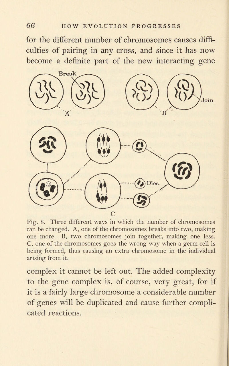 for the different number of chromosomes causes diffi¬ culties of pairing in any cross, and since it has now become a definite part of the new interacting gene Fig. 8. Three different ways in which the number of chromosomes can be changed. A, one of the chromosomes breaks into two, making one more. B, two chromosomes join together, making one less. C, one of the chromosomes goes the wrong way when a germ cell is being formed, thus causing an extra chromosome in the individual arising from it. complex it cannot be left out. The added complexity to the gene complex is, of course, very great, for if it is a fairly large chromosome a considerable number of genes will be duplicated and cause further compli¬ cated reactions.
