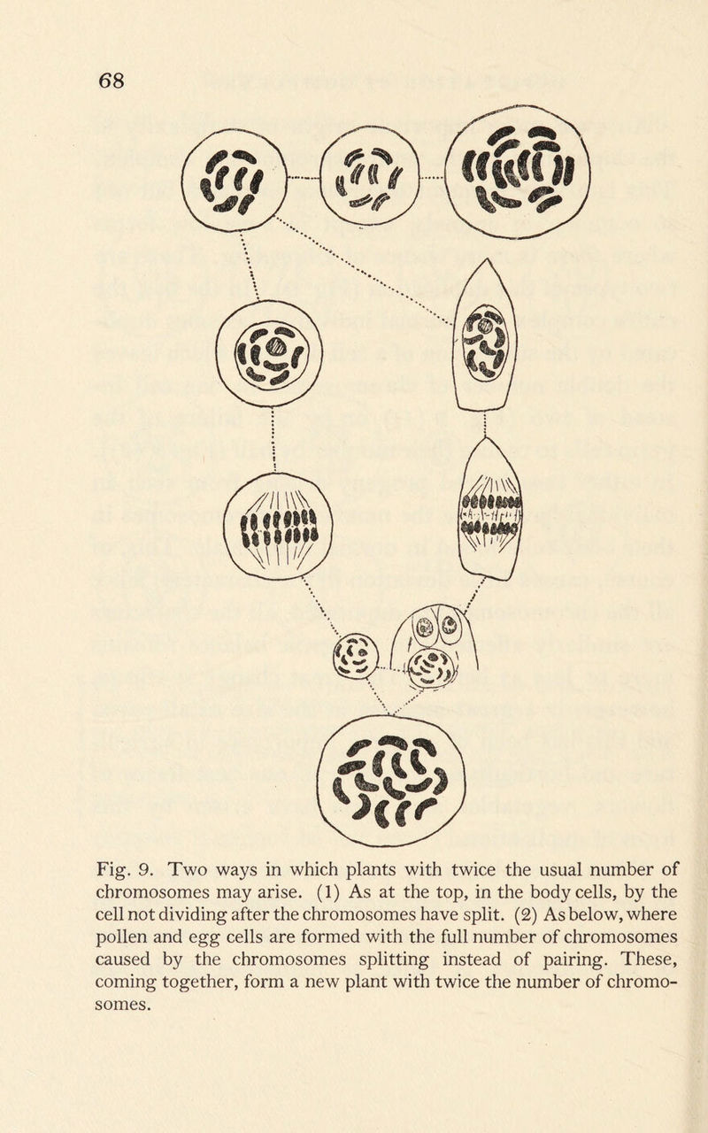 Fig. 9. Two ways in which plants with twice the usual number of chromosomes may arise. (1) As at the top, in the body cells, by the cell not dividing after the chromosomes have split. (2) As below, where pollen and egg cells are formed with the full number of chromosomes caused by the chromosomes splitting instead of pairing. These, coming together, form a new plant with twice the number of chromo¬ somes.