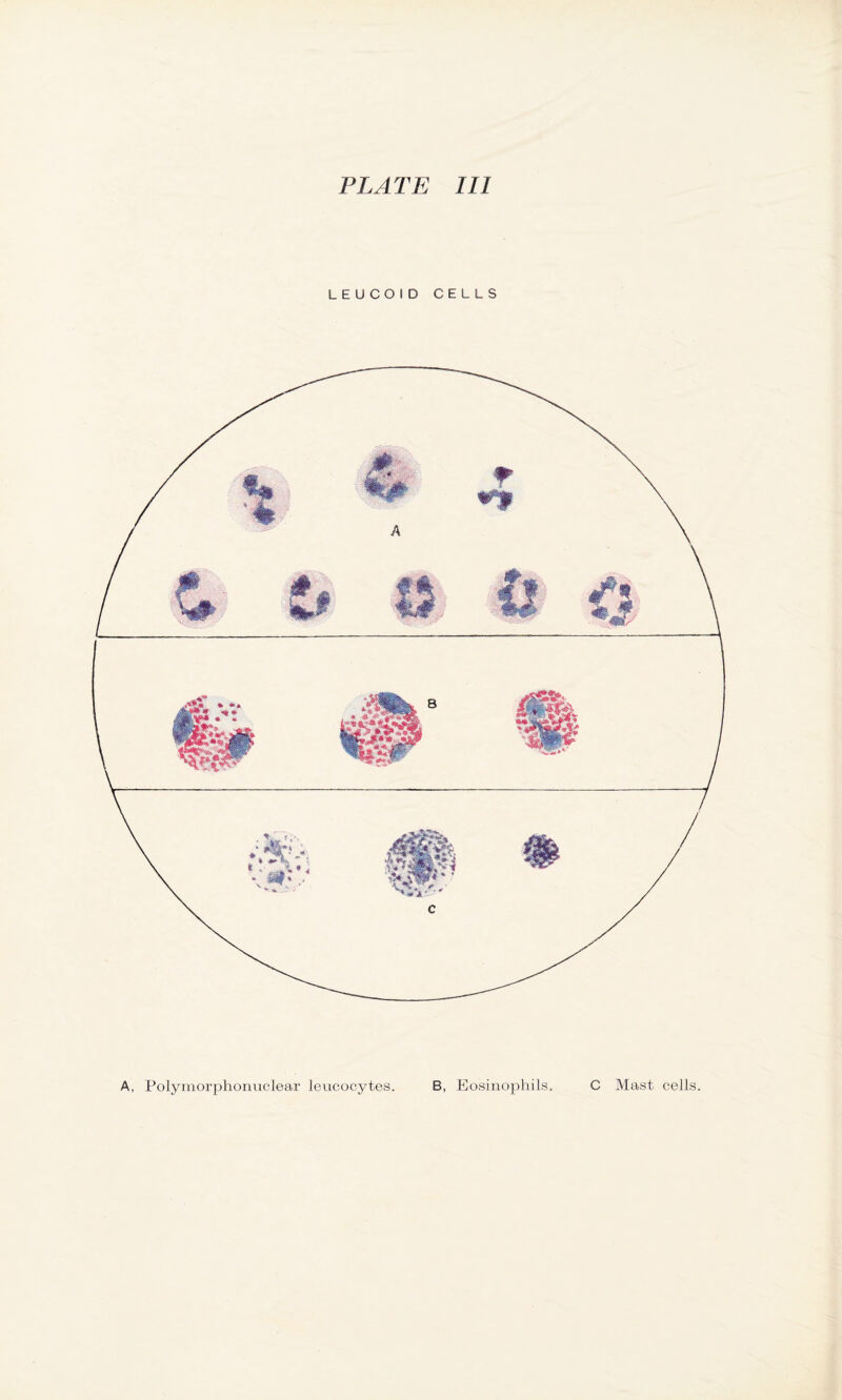 LEUCOID CELLS A, Polymorphonuclear leucocytes. B, Eosinophils. C Mast cells.