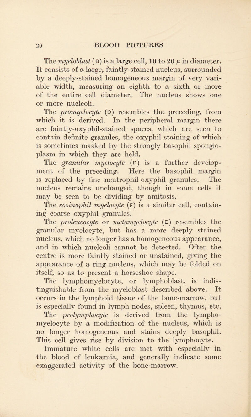 The myeloblast ( b) is a large cell, 10 to 20 u in diameter. It consists of a large, faintly-stained nucleus, surrounded by a deeply-stained homogeneous margin of very vari¬ able width, measuring an eighth to a sixth or more of the entire cell diameter. The nucleus shows one or more nucleoli. The promyelocyte (c) resembles the preceding, from which it is derived. In the peripheral margin there are faintly-oxyphil-stained spaces, which are seen to contain definite granules, the oxyphil staining of which is sometimes masked by the strongly basophil spongio- plasm in which they are held. The granular myelocyte (d) is a further develop¬ ment of the preceding. Here the basophii margin is replaced by fine neutrophil-oxyphil granules. The nucleus remains unchanged, though in some cells it may be seen to be dividing by amitosis. The eosinophil myelocyte (f) is a similar cell, contain¬ ing coarse oxyphil granules. The proleucocyte or metamyelocyte (e) resembles the granular myelocyte, but has a more deeply stained nucleus, which no longer has a homogeneous appearance, and in which nucleoli cannot be detected. Often the centre is more faintly stained or unstained, giving the appearance of a ring nucleus, which may be folded on itself, so as to present a horseshoe shape. The lymphomyelocyte, or lymphoblast, is indis¬ tinguishable from the myeloblast described above. It occurs in the lymphoid tissue of the bone-marrow, but is especially found in lymph nodes, spleen, thymus, etc. The prolymphocyte is derived from the lympho¬ myelocyte by a modification of the nucleus, which is no longer homogeneous and stains deeply basophil. This cell gives rise by division to the lymphocyte. Immature white cells are met with especially in the blood of leukaemia, and generally indicate some exaggerated activity of the bone-marrow.