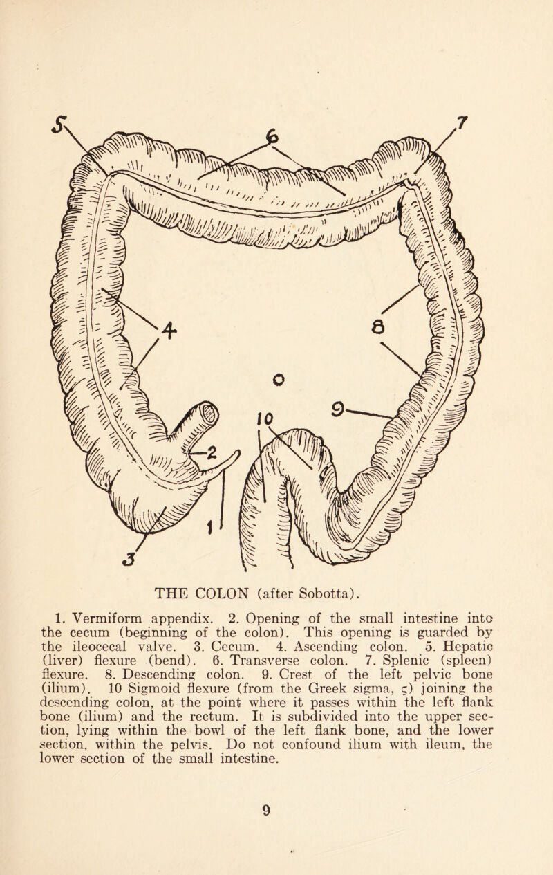 7 THE COLON (after Sobotta). 1. Vermiform appendix. 2. Opening of the small intestine into the cecum (beginning of the colon). This opening is guarded by the ileocecal valve. 3. Cecum. 4. Ascending colon. 5. Hepatic (liver) flexure (bend). 6. Transverse colon. 7. Splenic (spleen) flexure. 8. Descending colon. 9. Crest of the left pelvic bone (ilium). 10 Sigmoid flexure (from the Greek sigma, q) joining the descending colon, at the point where it passes within the left flank bone (ilium) and the rectum. It is subdivided into the upper sec¬ tion, lying within the bowl of the left flank bone, and the lower section, within the pelvis. Do not confound ilium with ileum, the lower section of the small intestine.